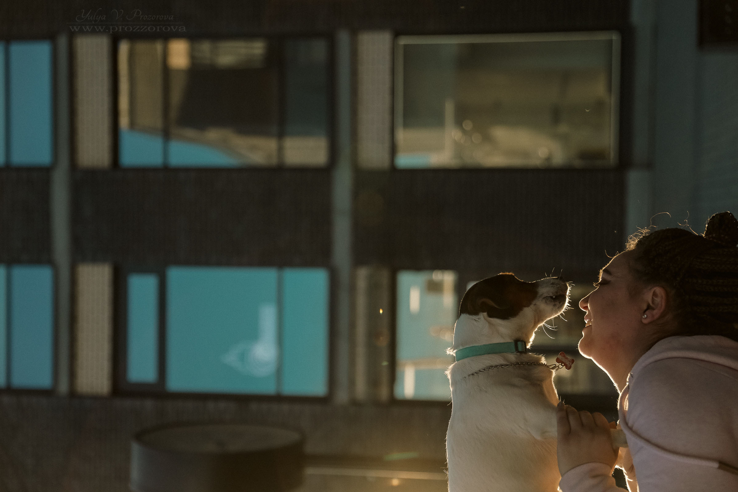 джек-рассел терьер фотосессия собака