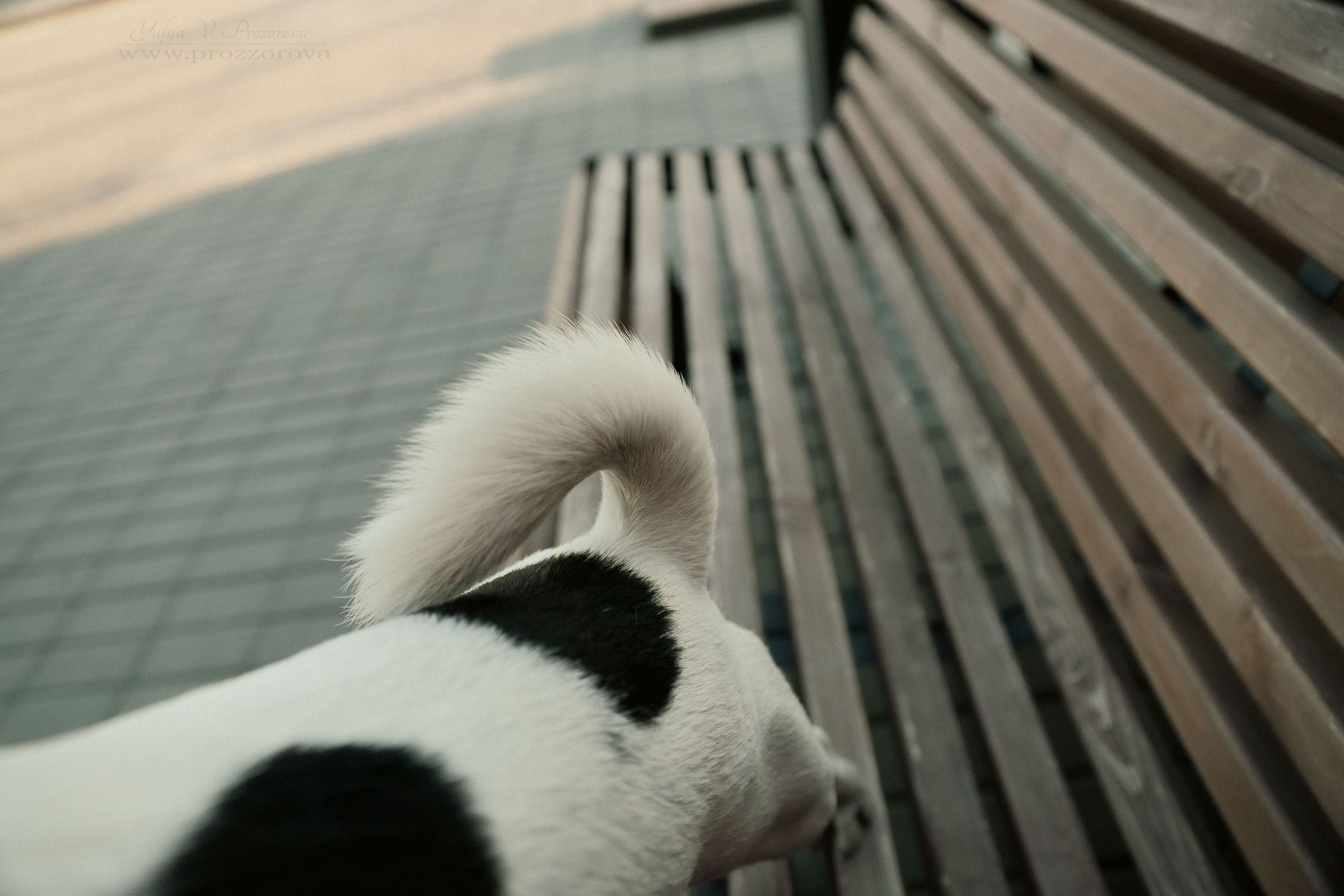 джек-рассел терьер фотосессия собака
