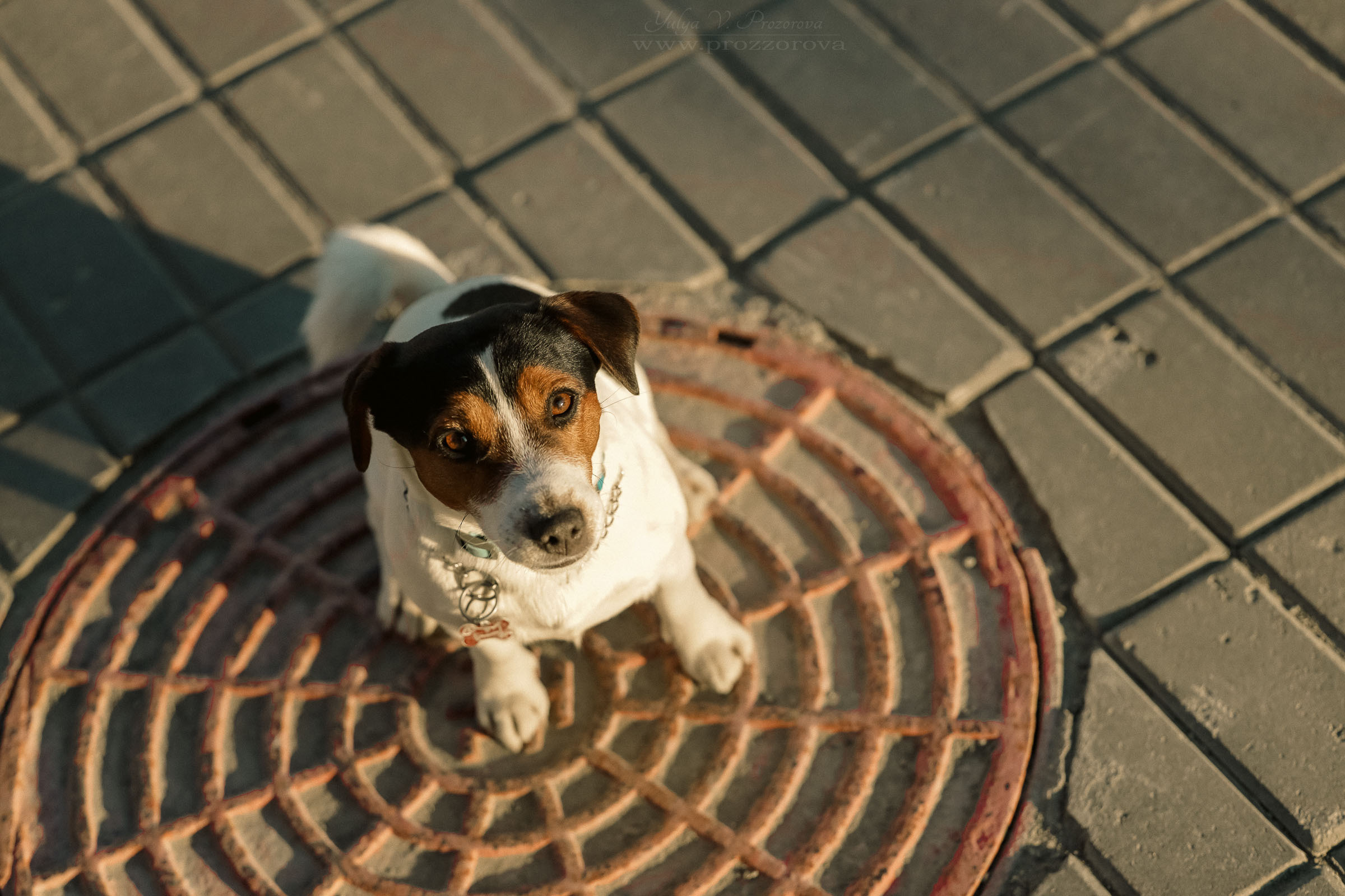 джек-рассел терьер фотосессия собака
