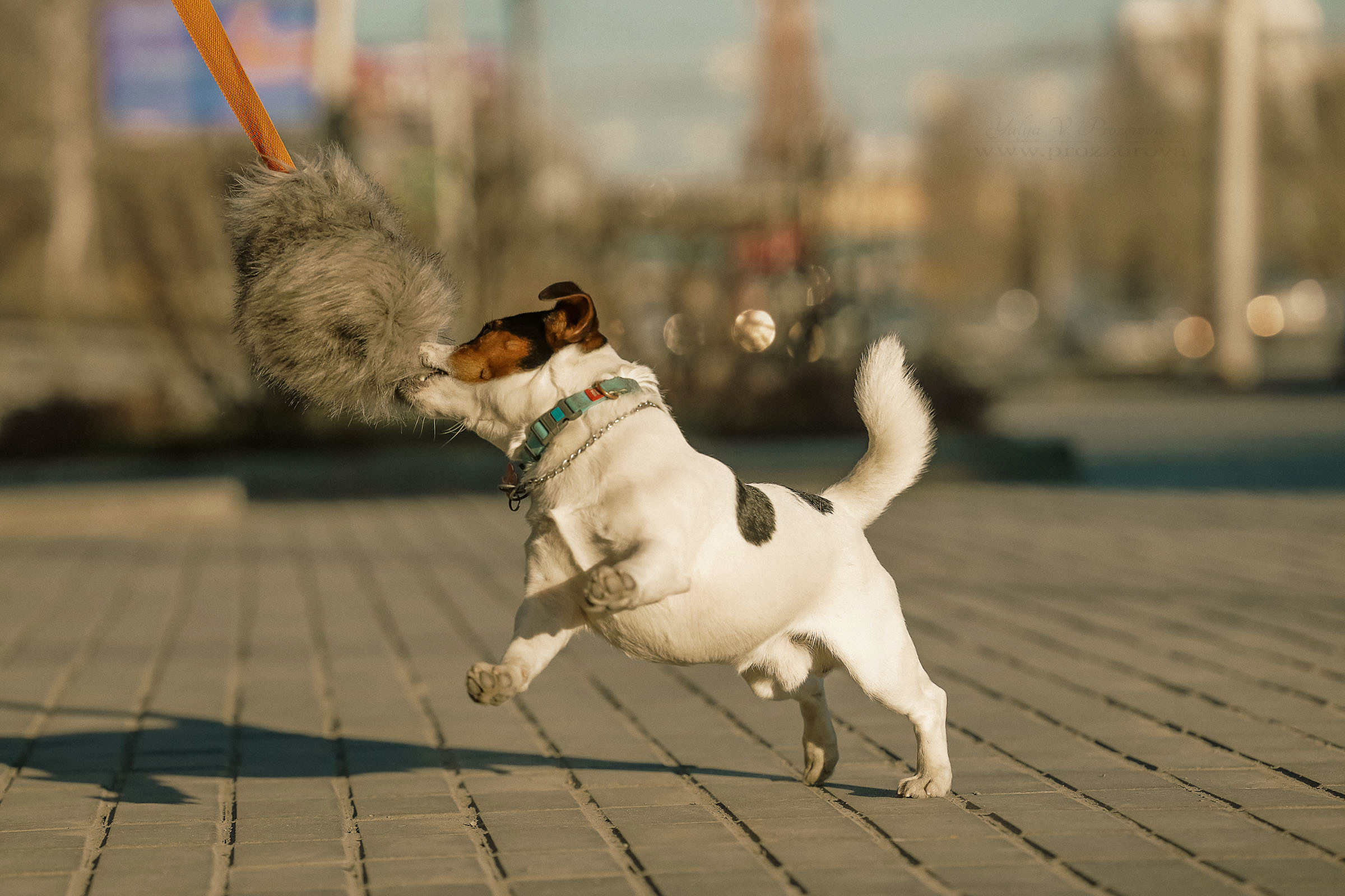 джек-рассел терьер фотосессия собака