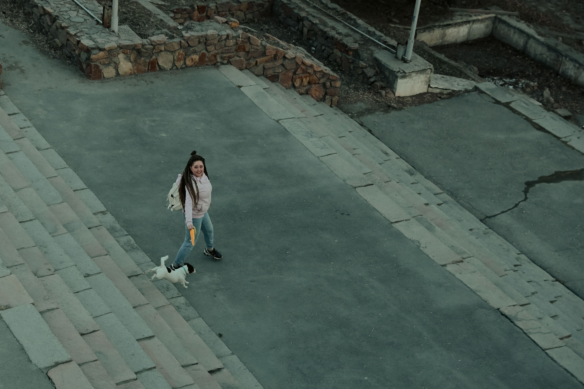 джек-рассел терьер фотосессия собака