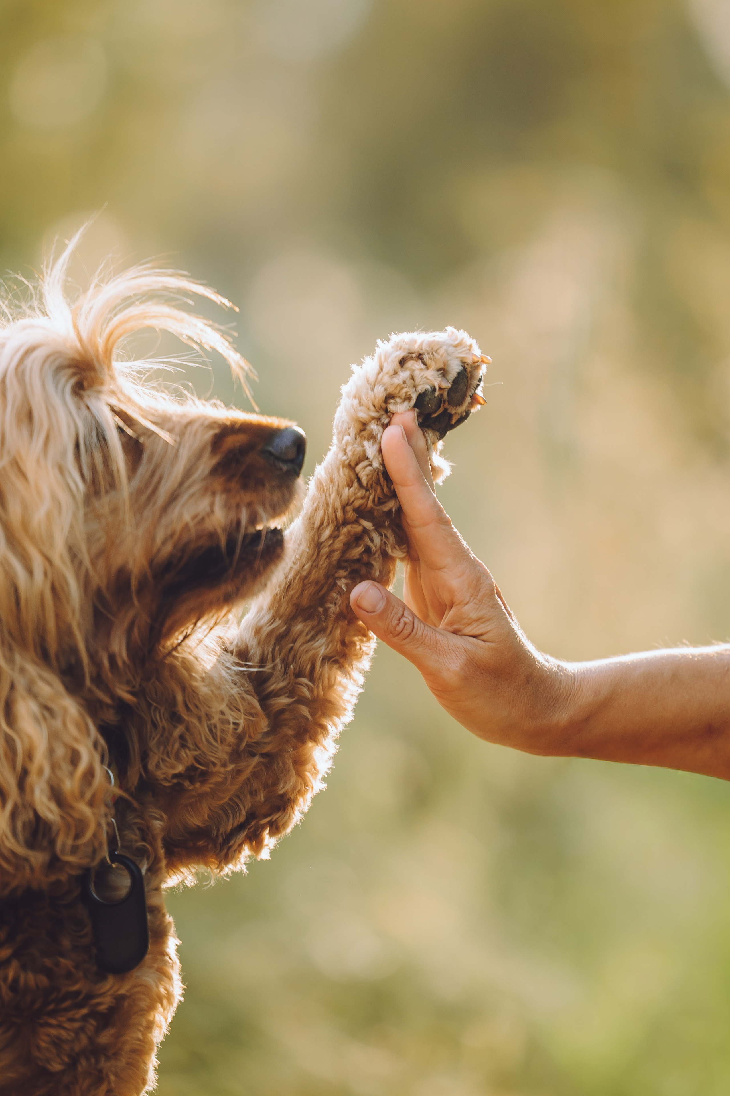 Выездной дог-тренинг от школы «Шерсть имею», Тованово
