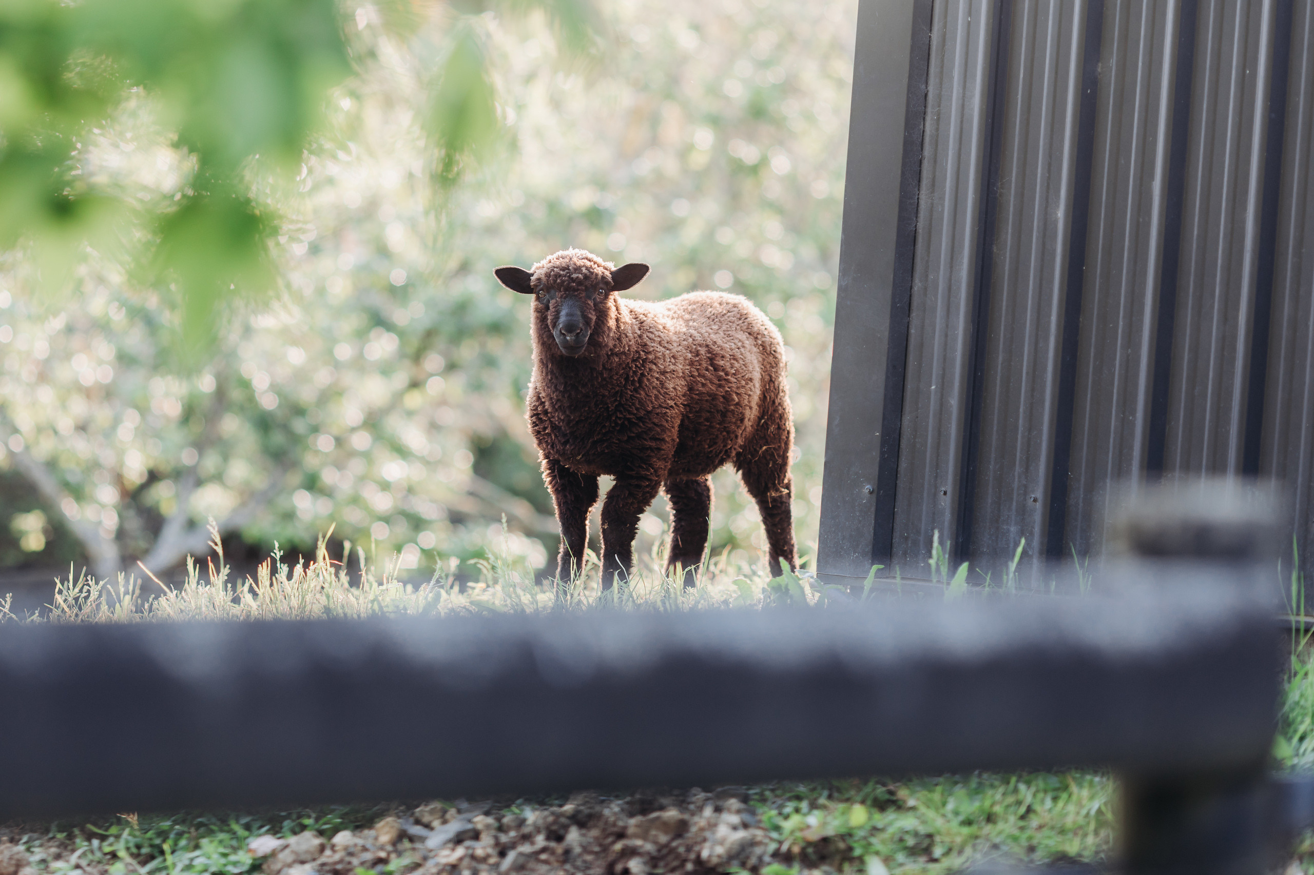 Wedding photographer in Tbilisi & Saint-Petersburg (Spb). Destination wedding photographer Peter Letu