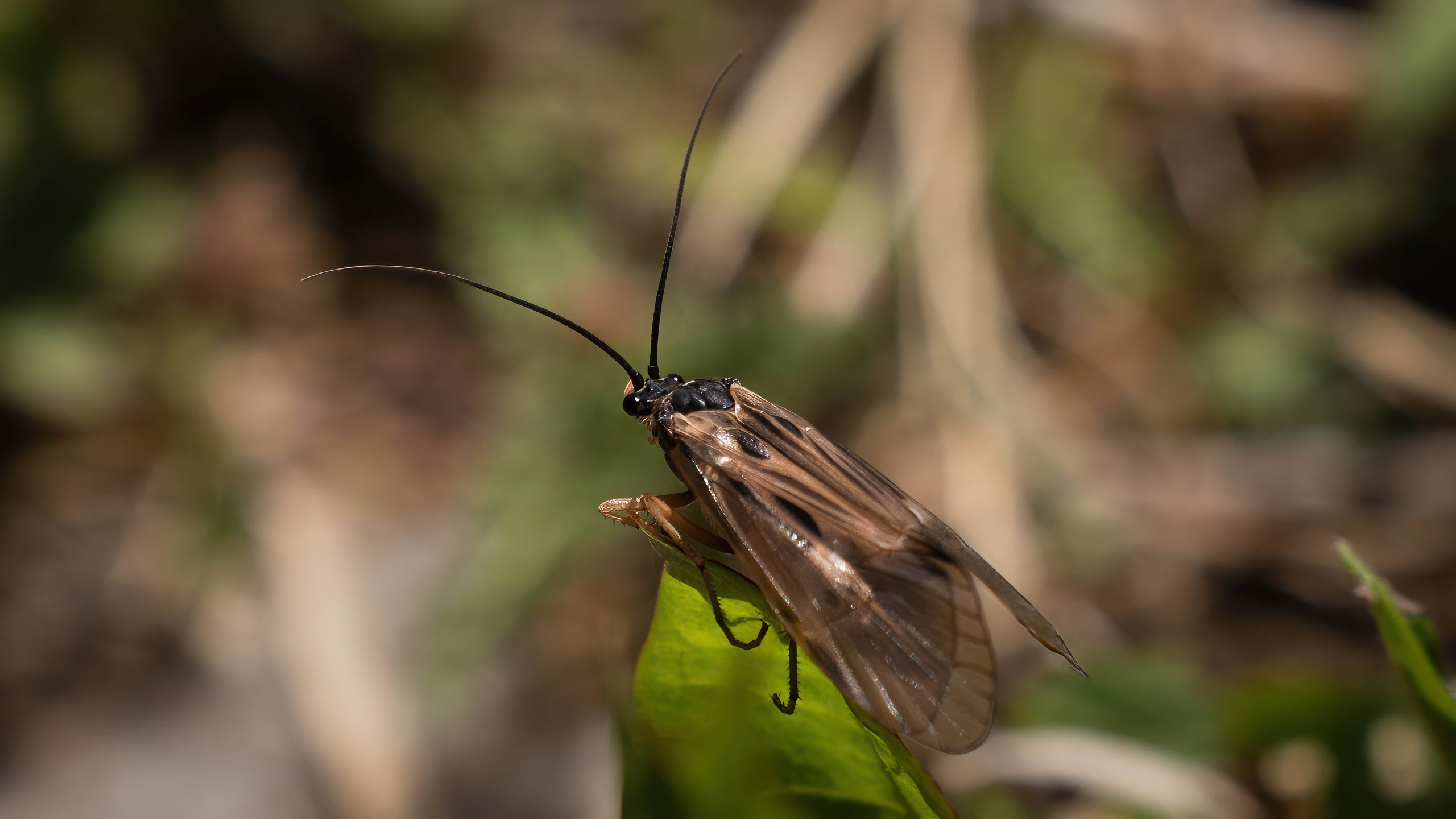 Портфолио. Фотограф и видеограф, видеомонтаж в Амурской области Игорь Иванов