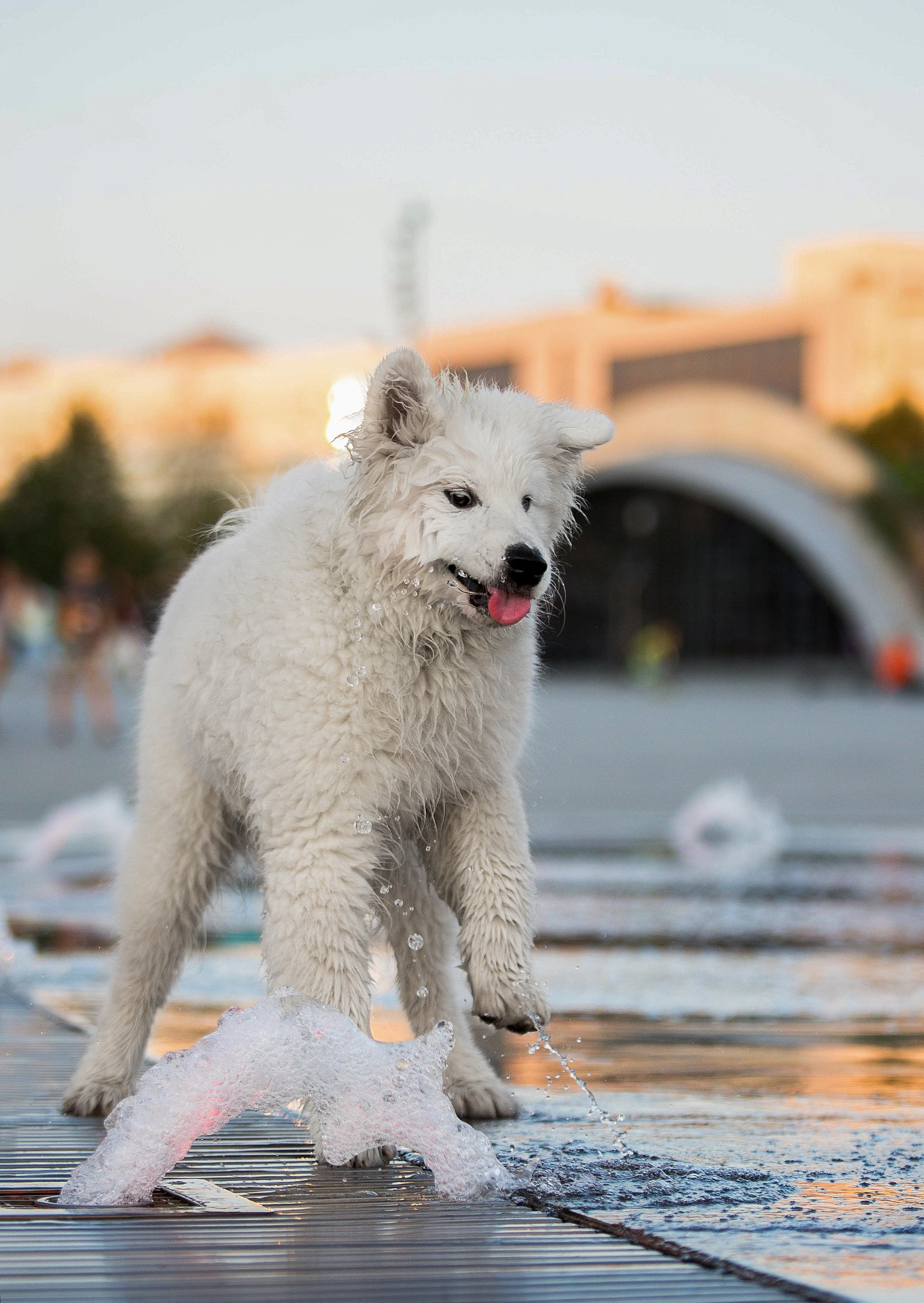 Анастасия, Евгений и самоед Ройс. Https://moshkovaphoto.ru/
