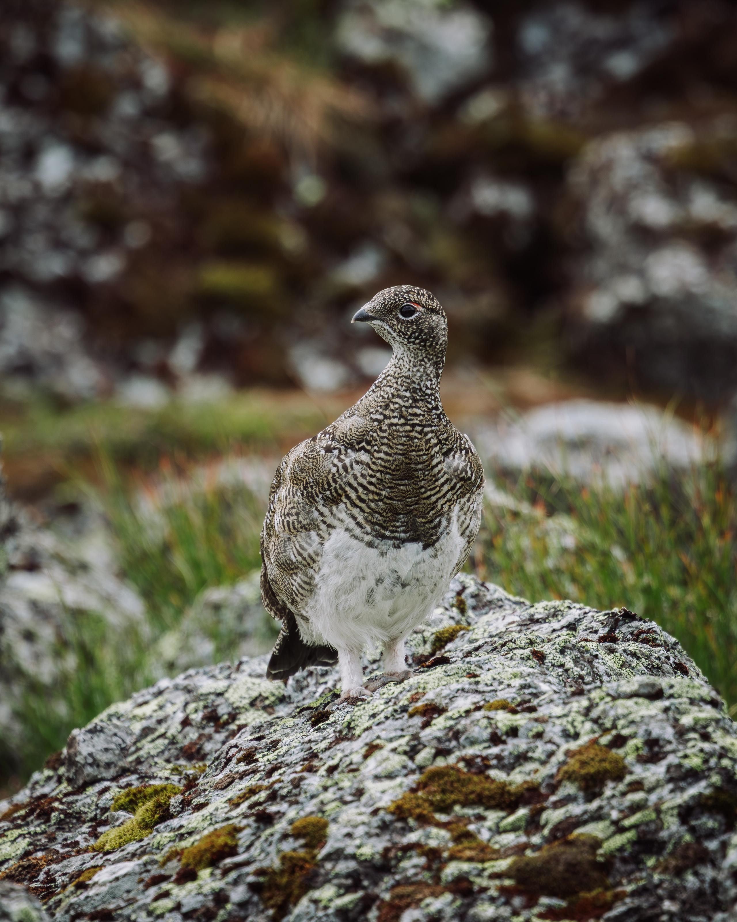 Khibinu 2025. Anton Chernov | Wildlife photographer