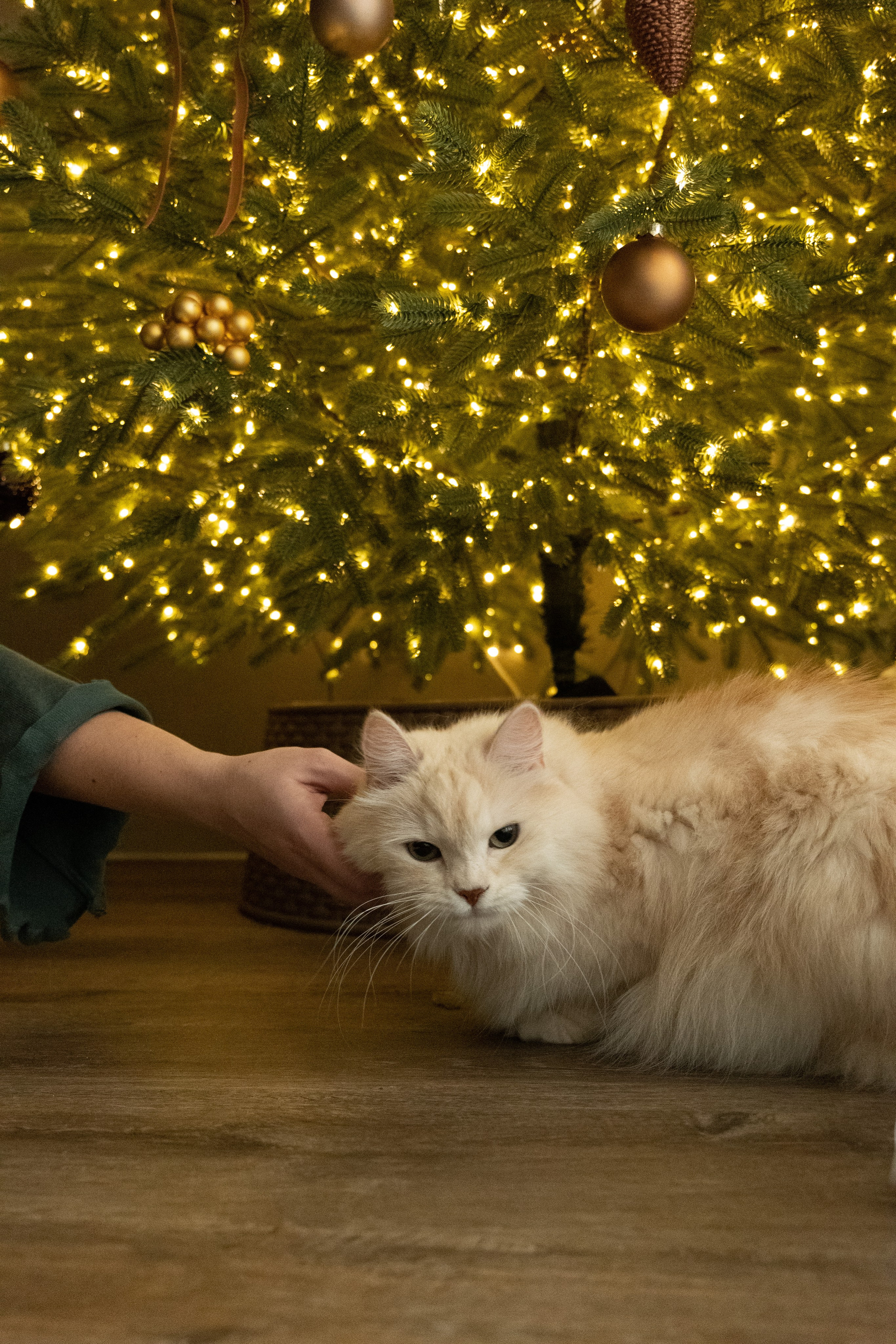 Домашняя новогодняя фотосесиия беременности. Фотограф видеограф Ольга Василевская