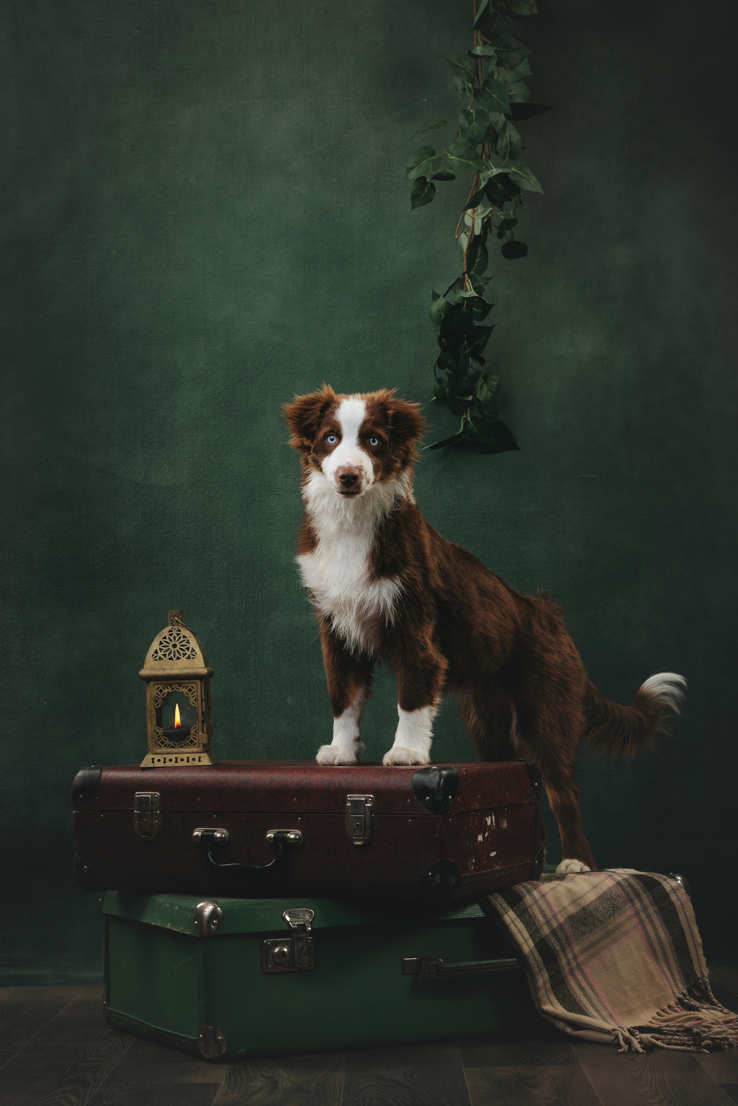 Миниаусси Дайс. Фотограф анималист Осипчикова Мария