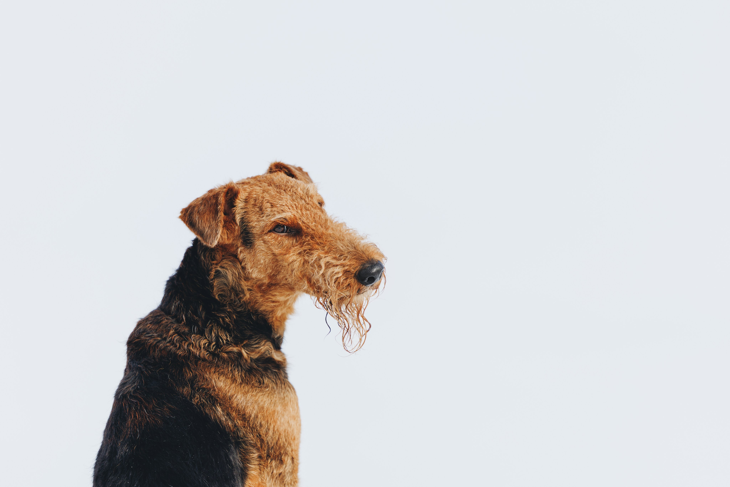 Оля и Хард. Фотограф анималист Осипчикова Мария