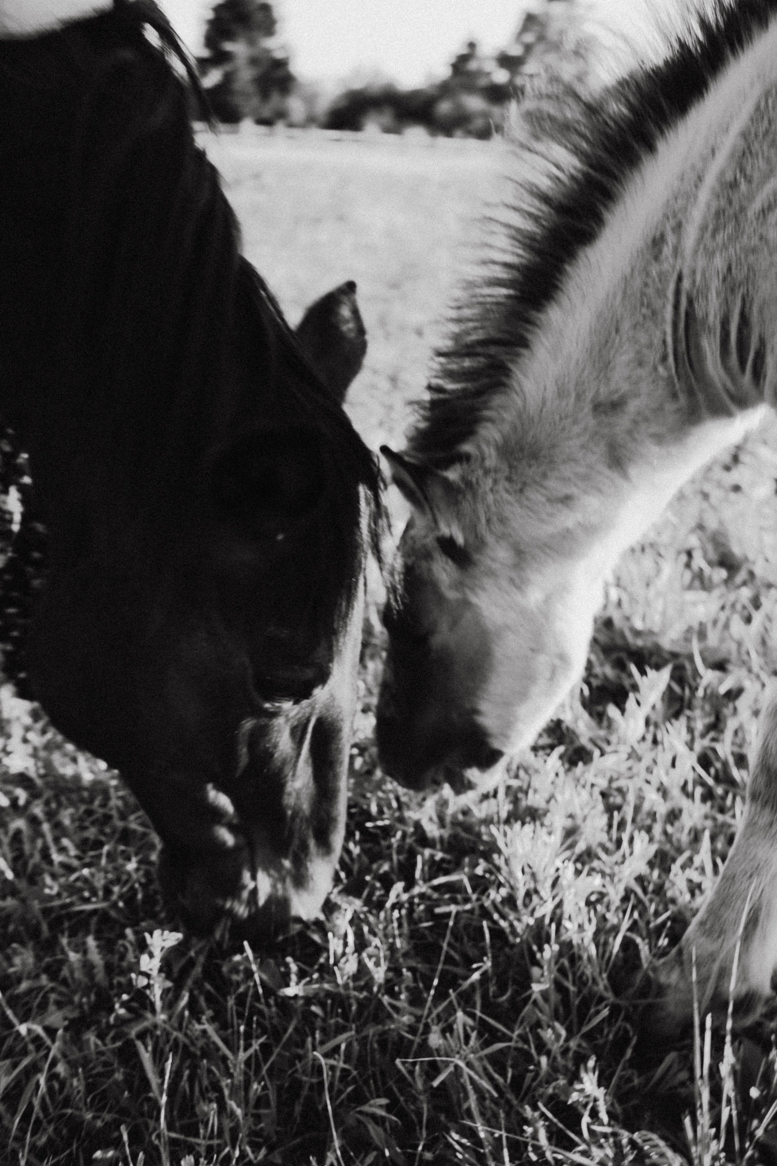 Варвара. Лошади. Закат. Фотограф в Нижнем Новгороде
