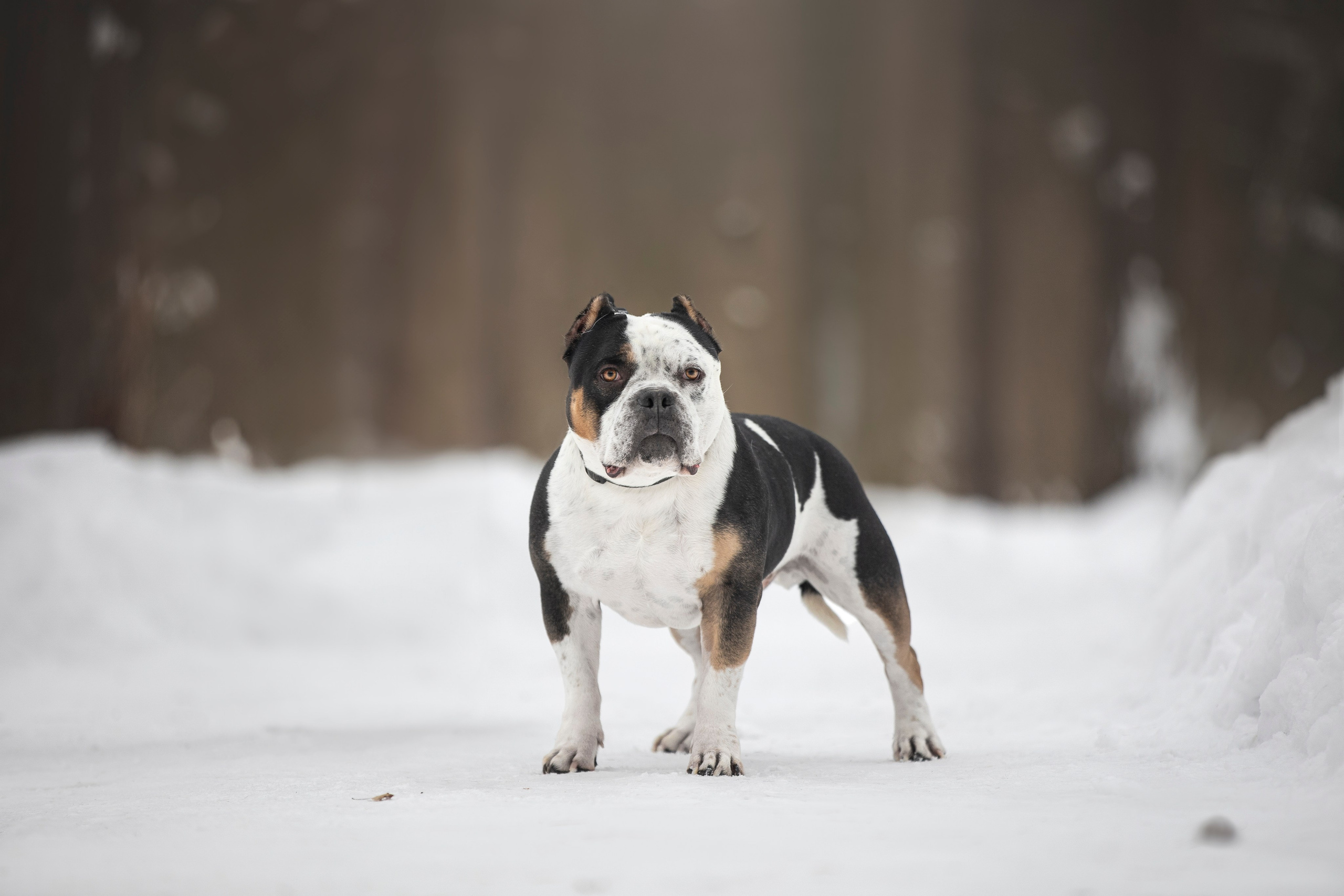 Американские булли. Фотограф анималист в Москве Майорова Евгения