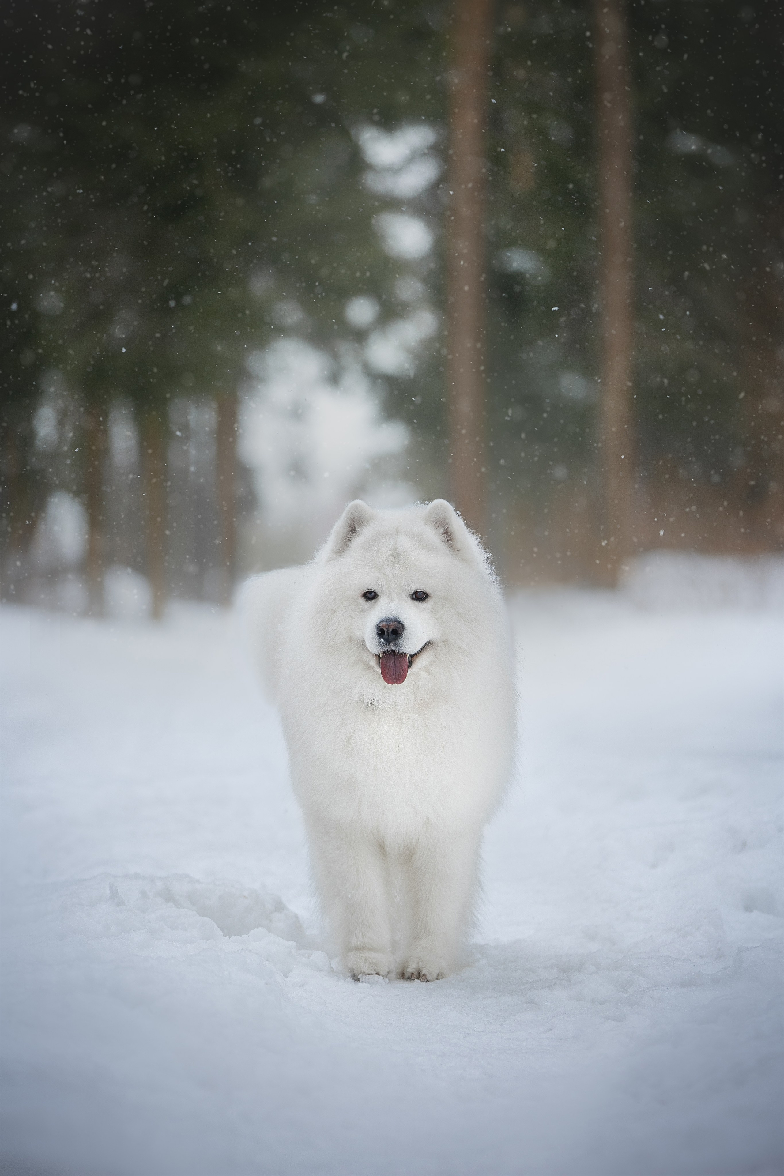 Самоедские мальчишки. Фотограф анималист в Москве Майорова Евгения