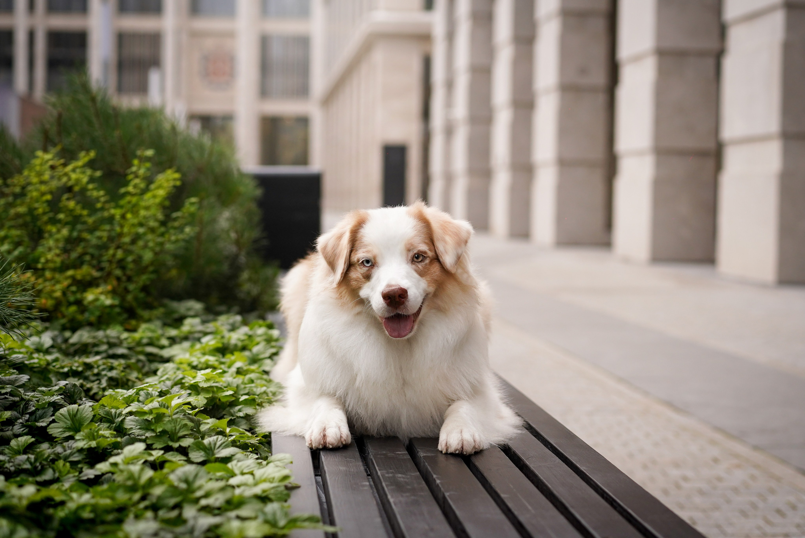 Кристина Катя Гермиона и Бэст. Фотограф-анималист в Санкт-Петербурге Яна Мартынова