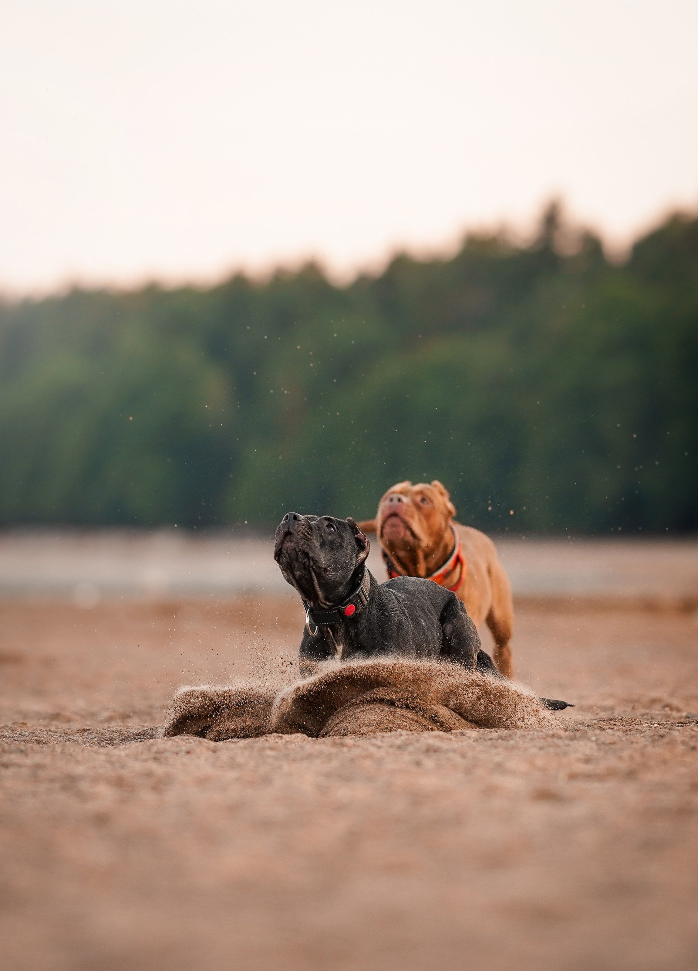 Татьяна Изи и Джем. Фотограф-анималист в Санкт-Петербурге Яна Мартынова