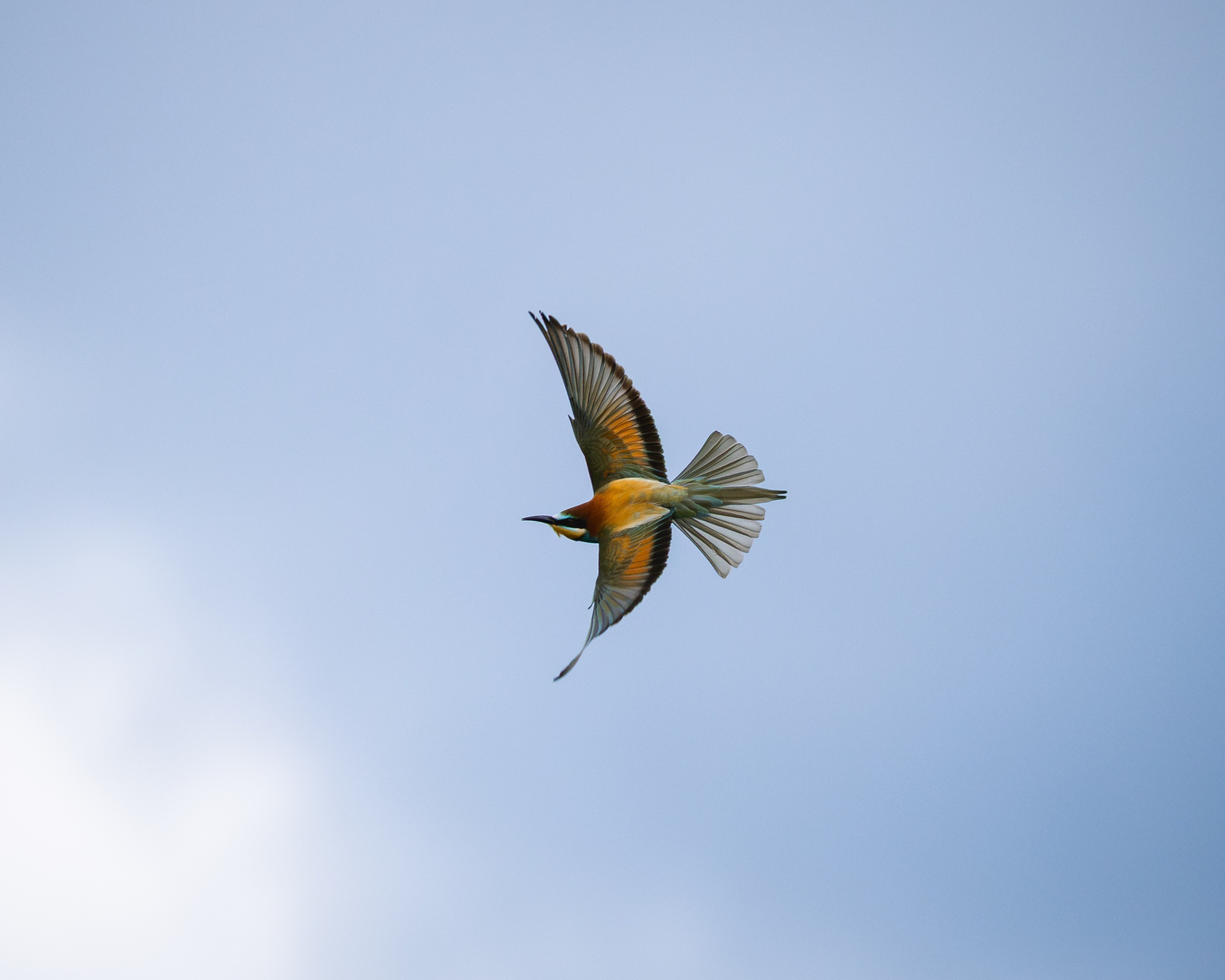 Voronezh 2026. Anton Chernov | Wildlife photographer