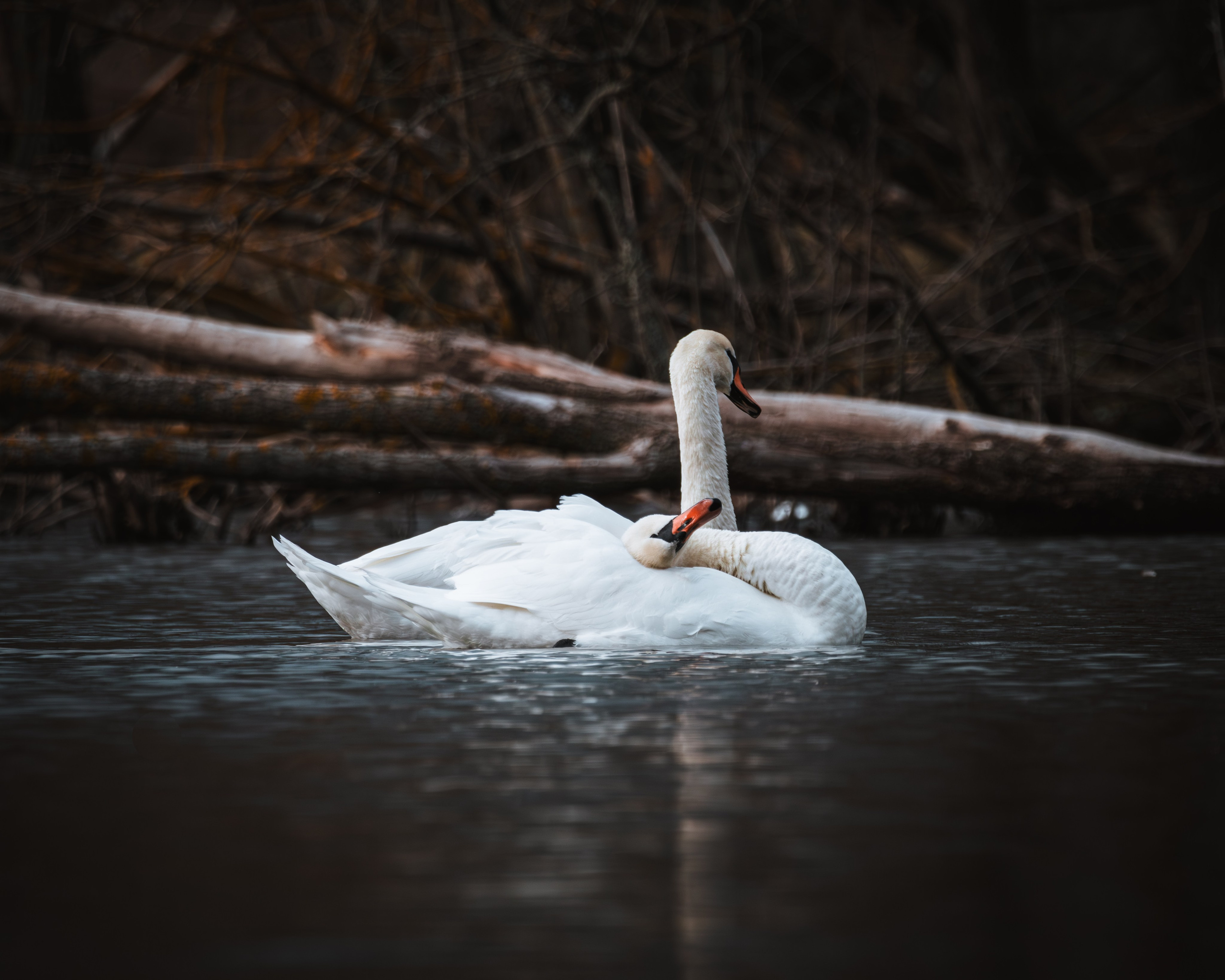 Lipetsk 2024. Anton Chernov | Wildlife photographer