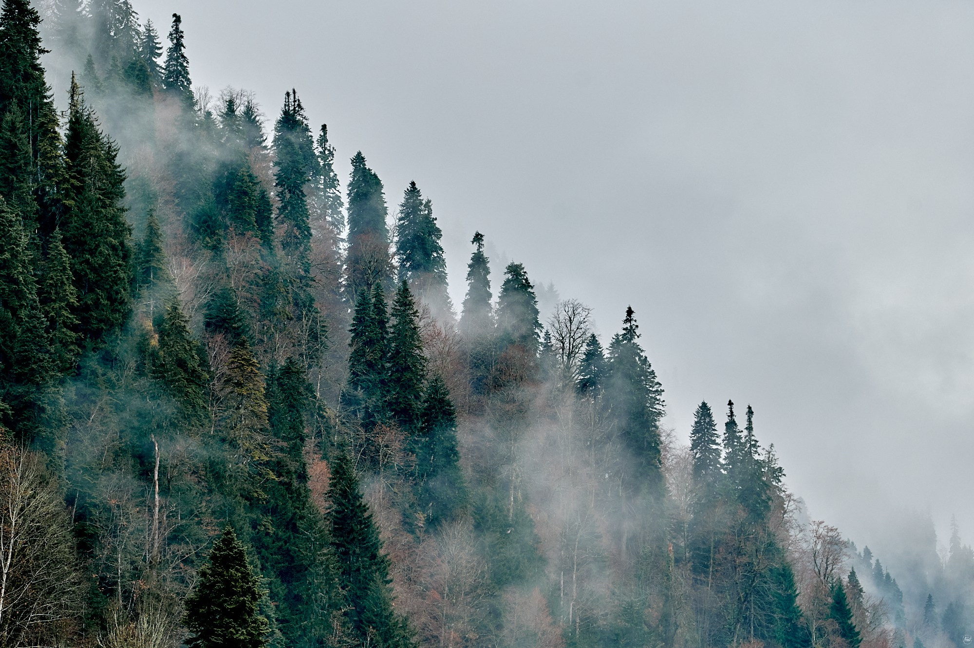 Озеро Рица, Абхазия. Декабрь 2024. Фотографии отовсюду и обо всем