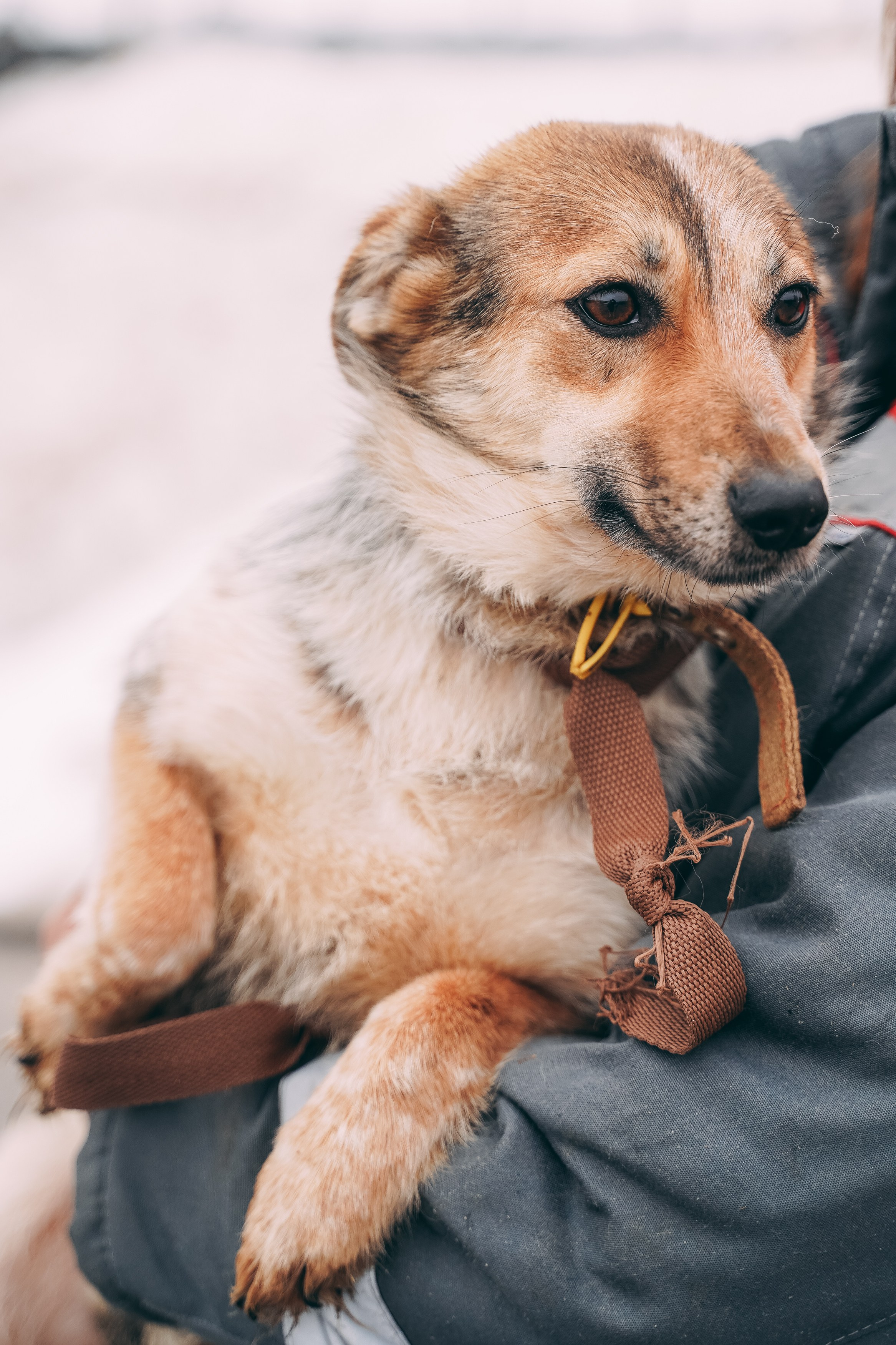 Съемка для благотворительного фонда «Дог 24». Фотограф-анималист, портретный фотограф в Чебоксарах Мария Садыкова