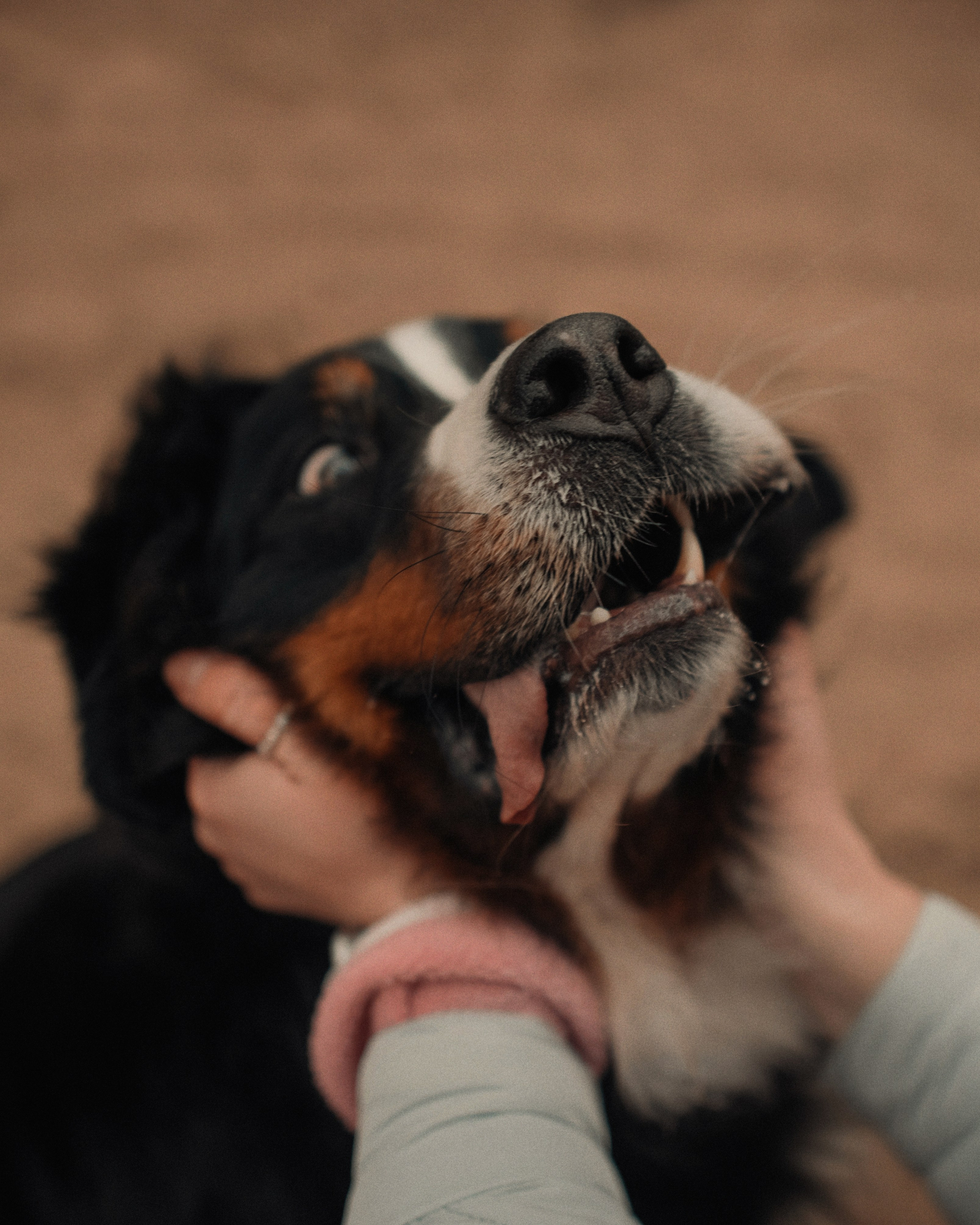 Прогулка: берн Пума, Фрэнк и Юля в Питере. Портфолио