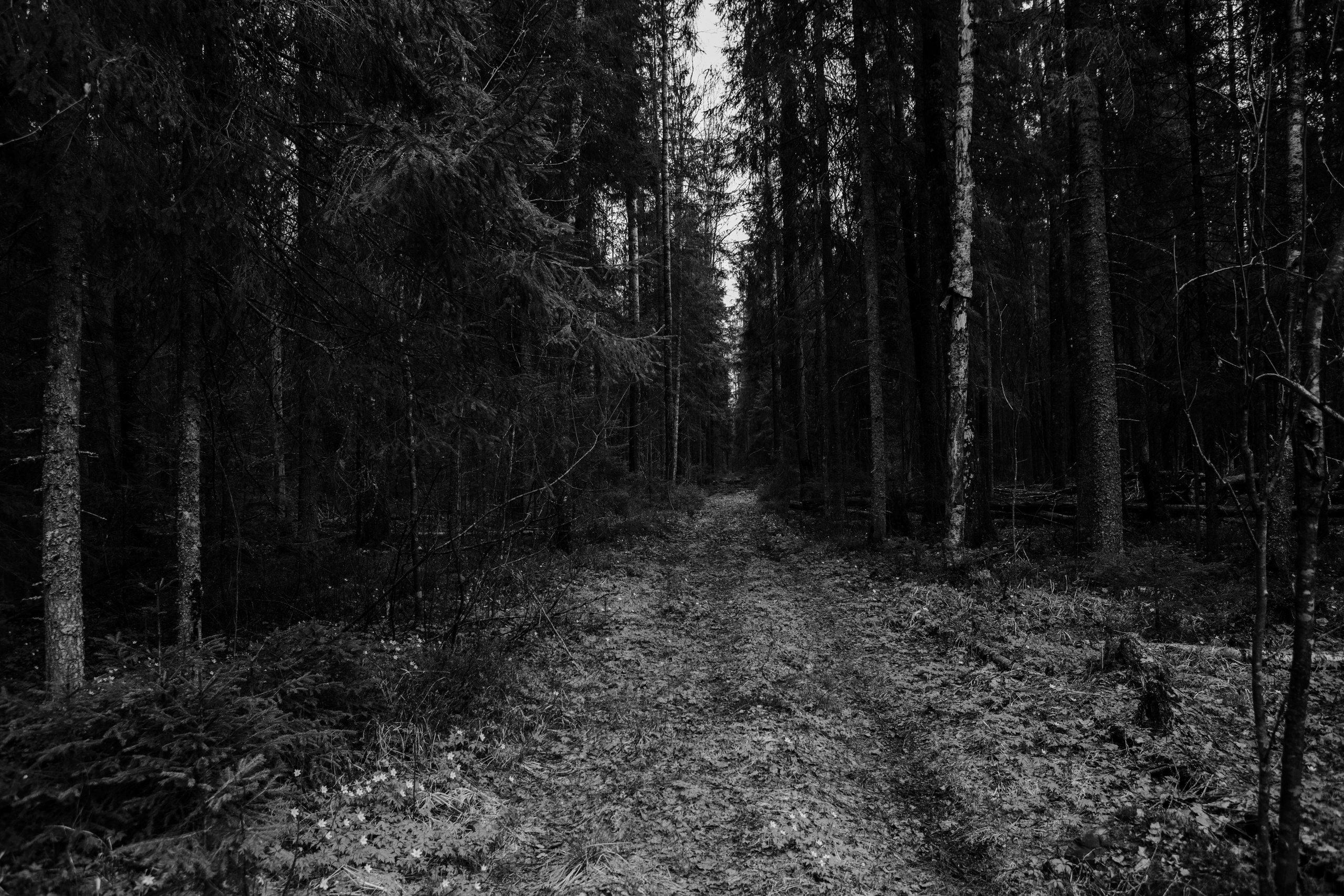 Хранитель лесов. Портретная фотосъёмка, репортажная, контент для вашего бизнеса