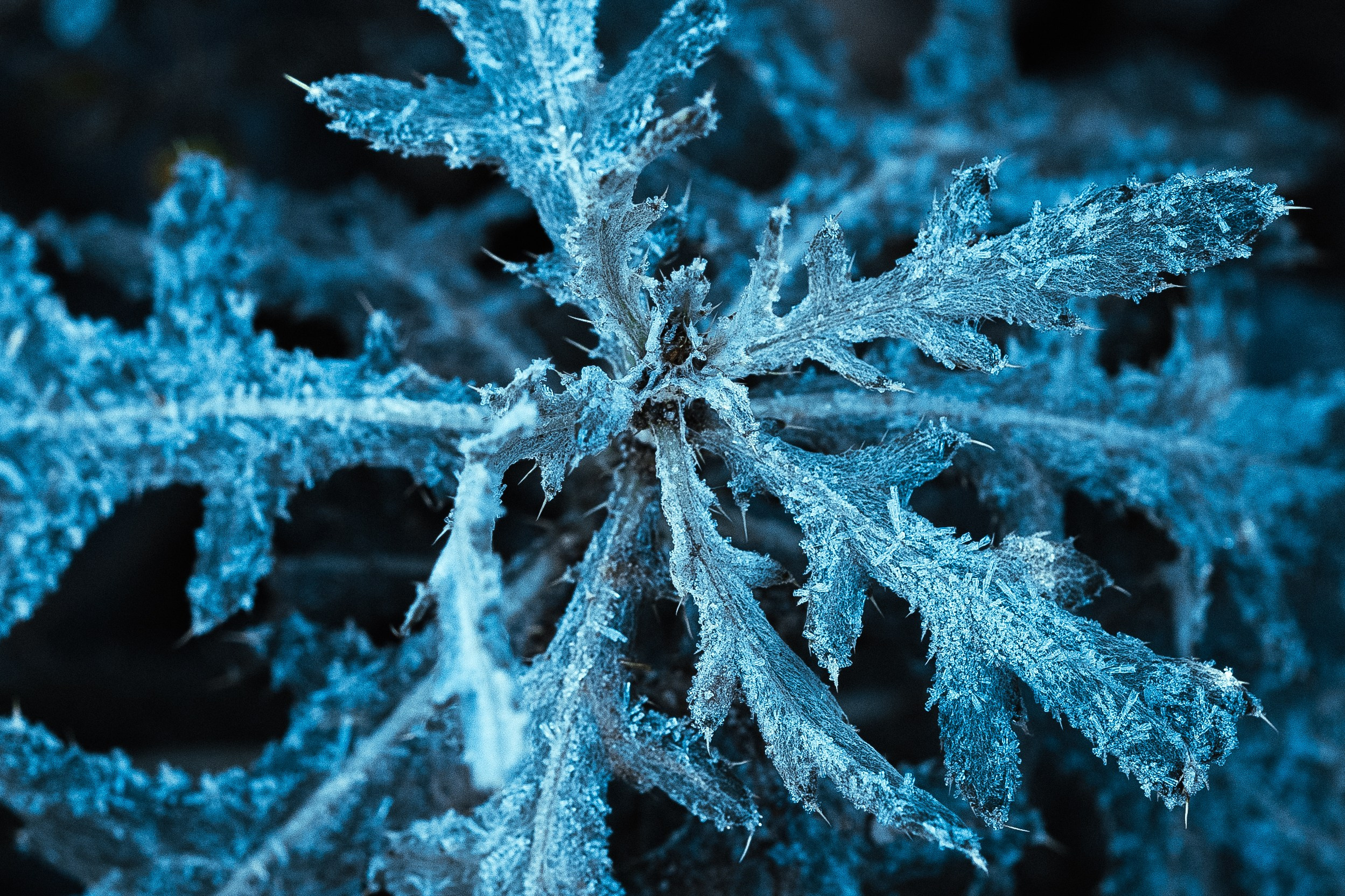 Frozen Nature. Oleg Kozachok — Photographer with Protanopia | Portraits, Texture & Light