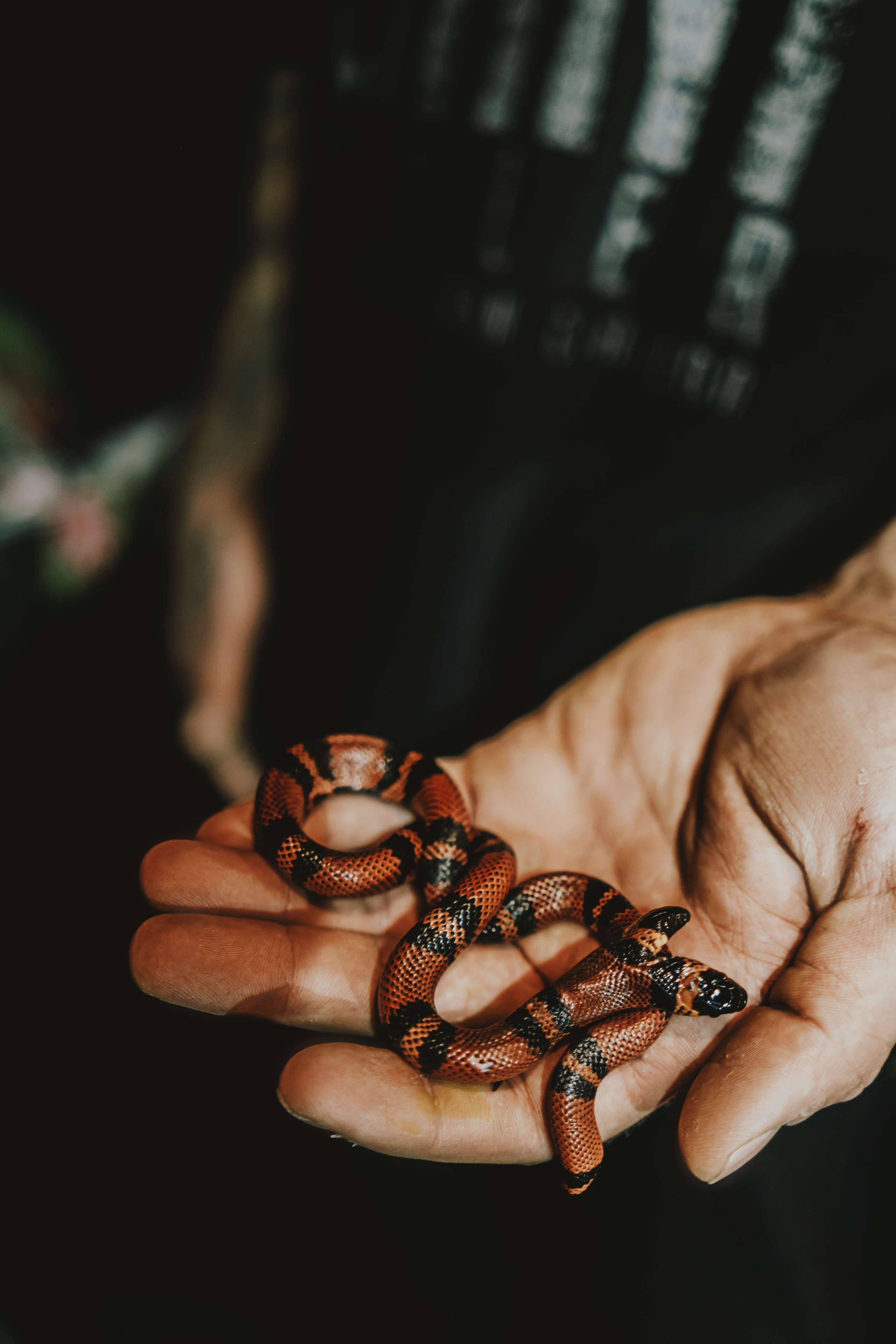 Дом Драконов. Nattie.ph