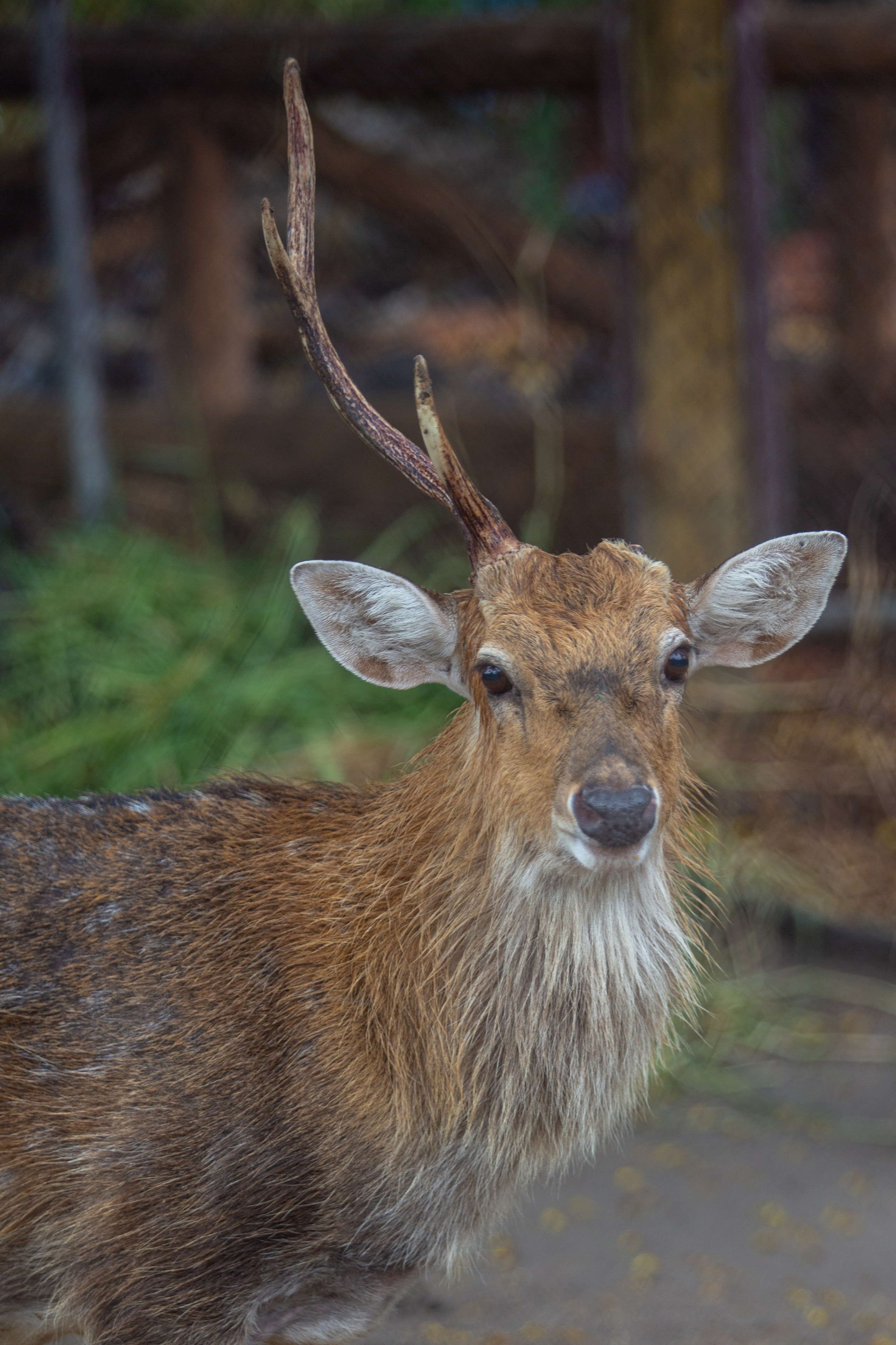 Samut Prakan Crocodile Farm & Zoo. Photographer Sonkina Tatiana (Tanya Ash)