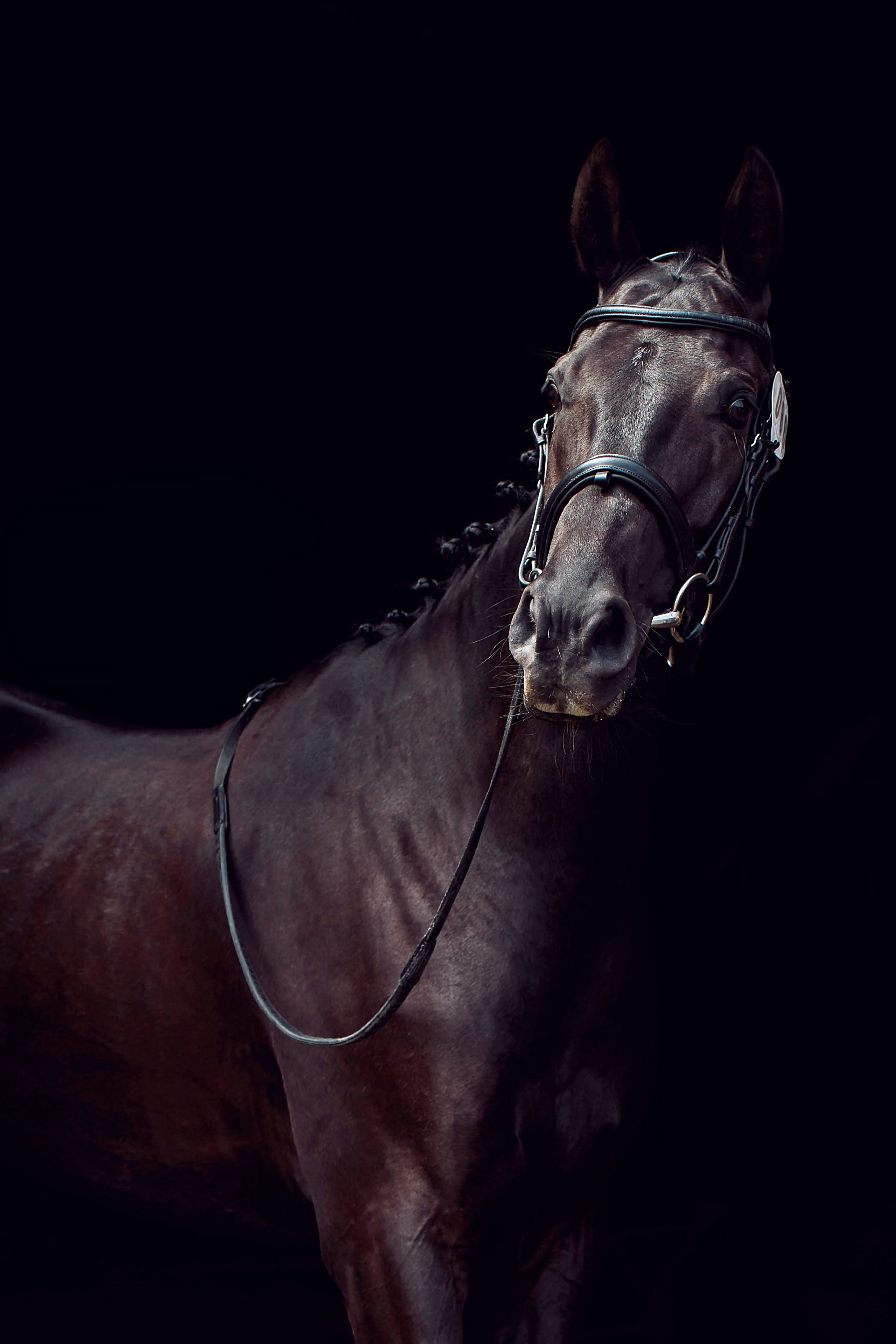 СЪЕМКА ЛОШАДЕЙ. Конный фотограф в Красноярске — Любовь Похабова