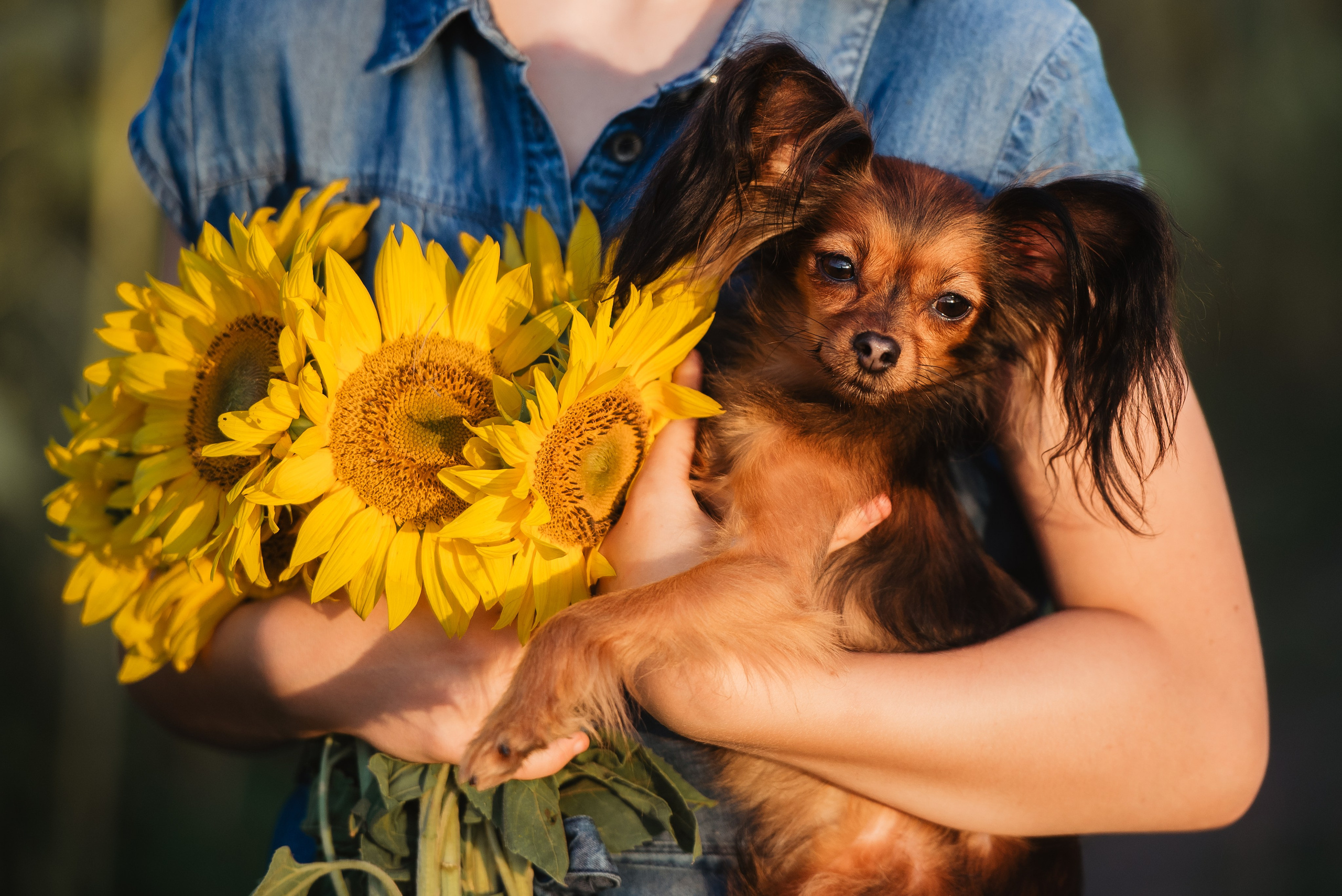 Прогулка в подсолнухах. Семейный Фотограф в Москве Ирина Хохлова
