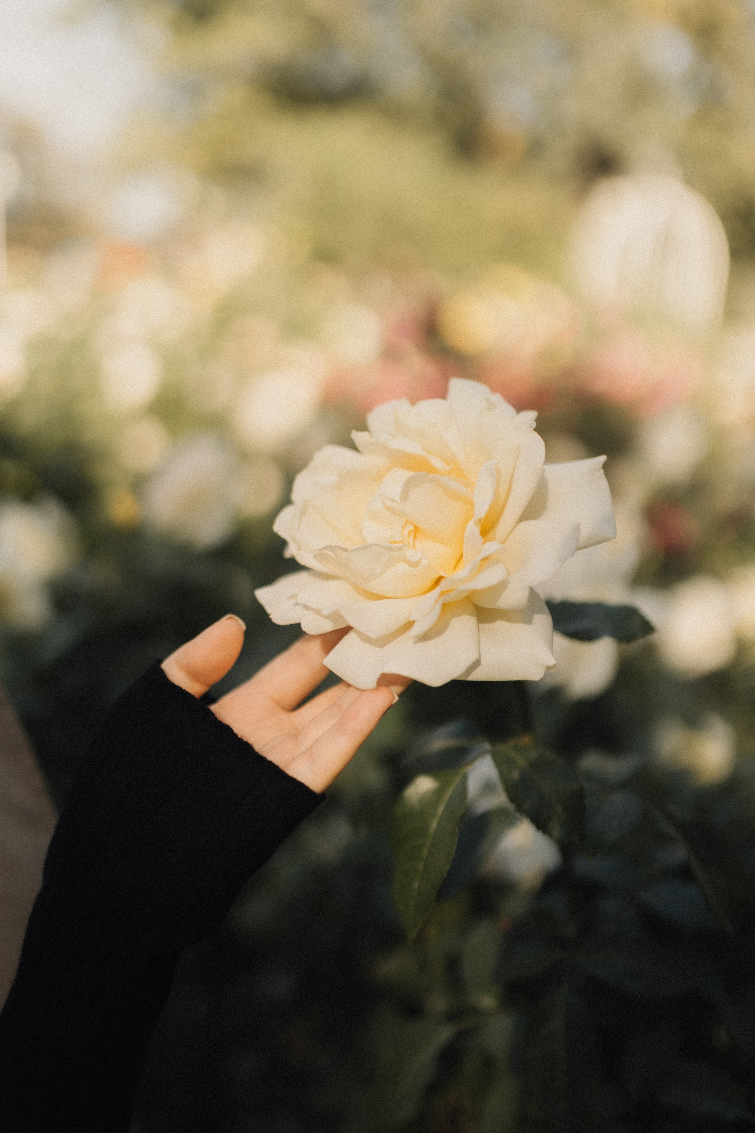 Marina. Свадебный и портретный фотограф в Калининграде и Москве Марк Юдинцев