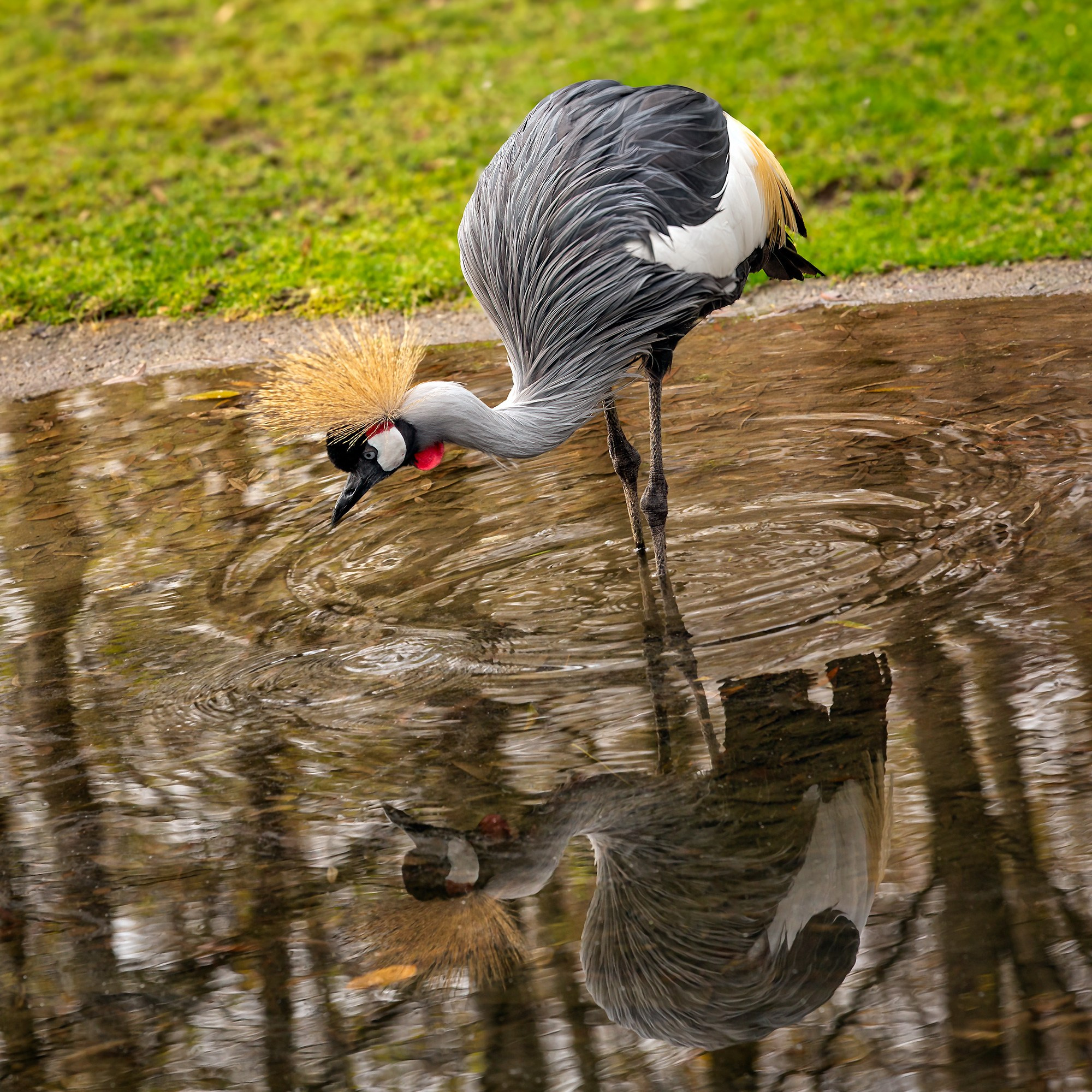 Птицы (коллекция). Фотограф Владимир Остапенко
