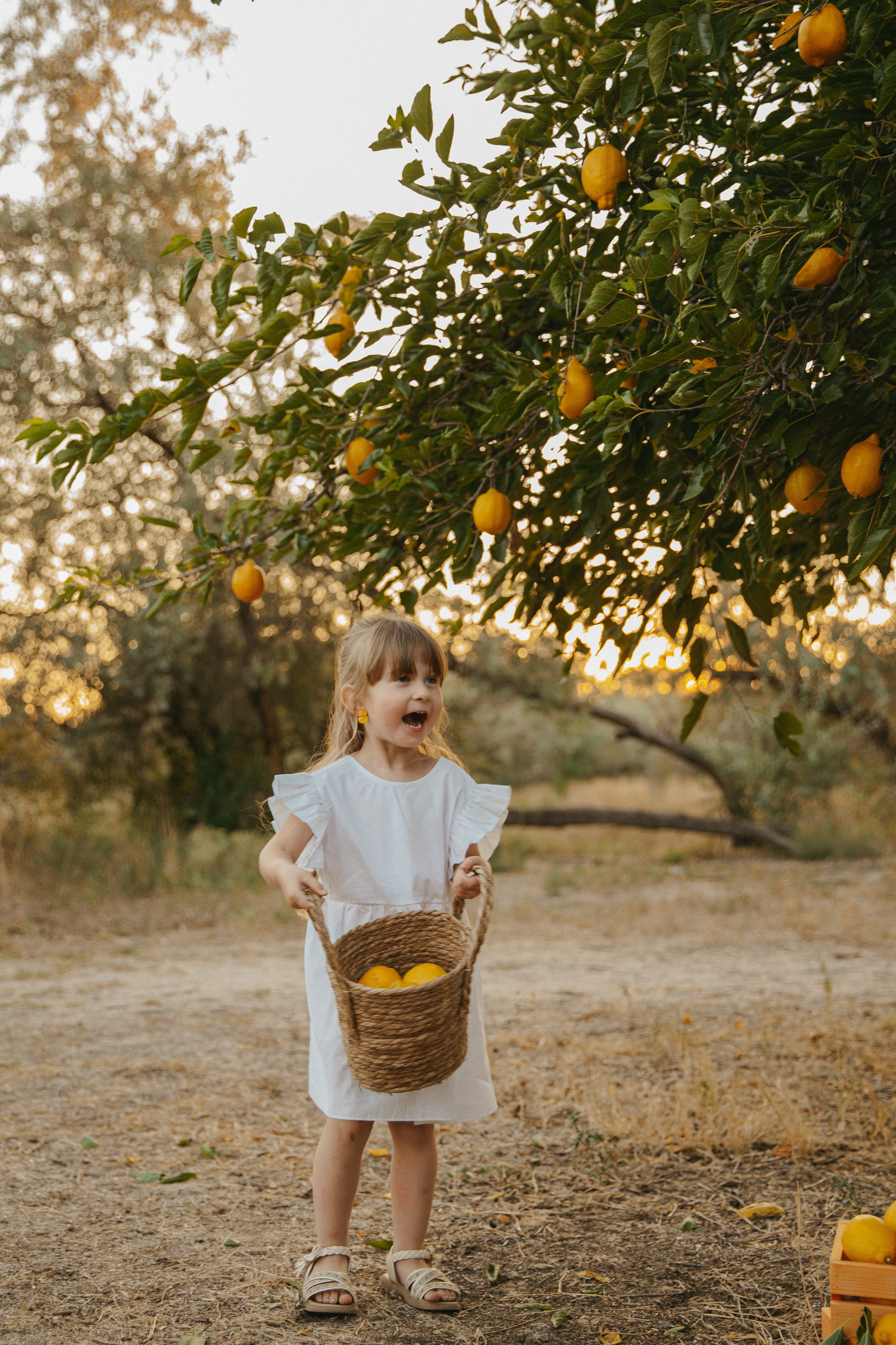 Фотопроект с лимонами