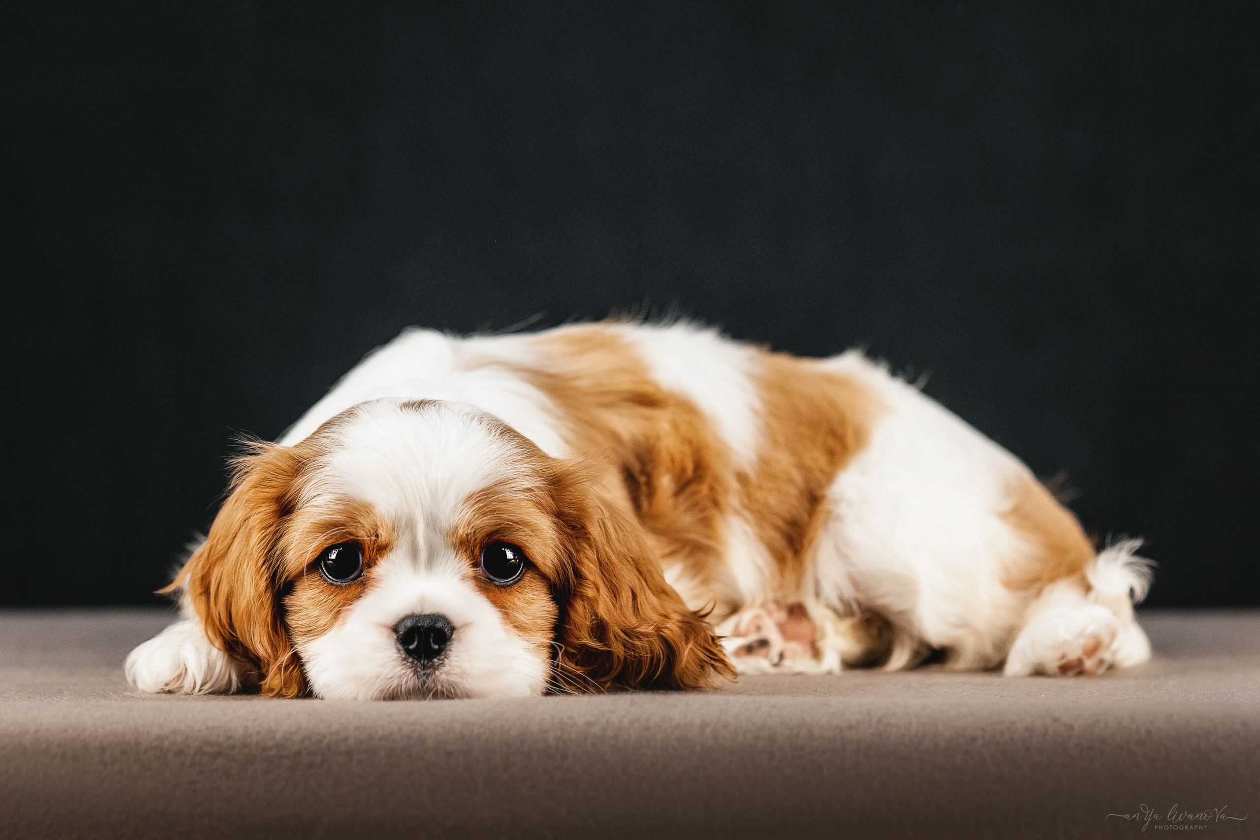 Кавалерчики. Фотограф анималист Аня Ливанова | Рыбинск