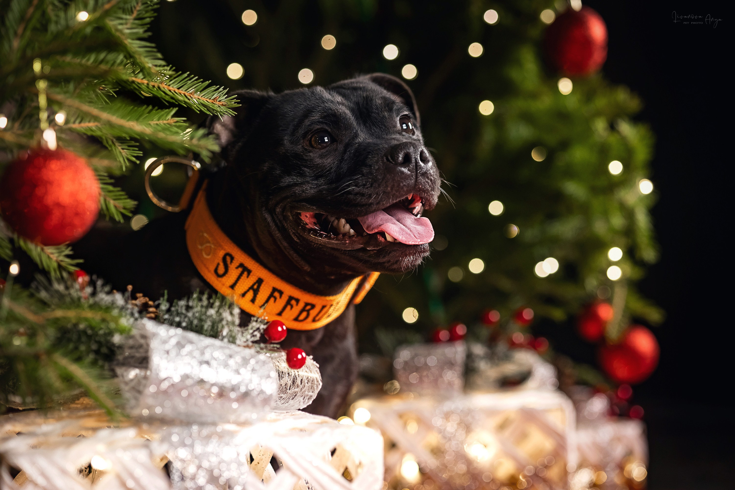 Фотодень_3 2025. Фотограф анималист Аня Ливанова | Рыбинск