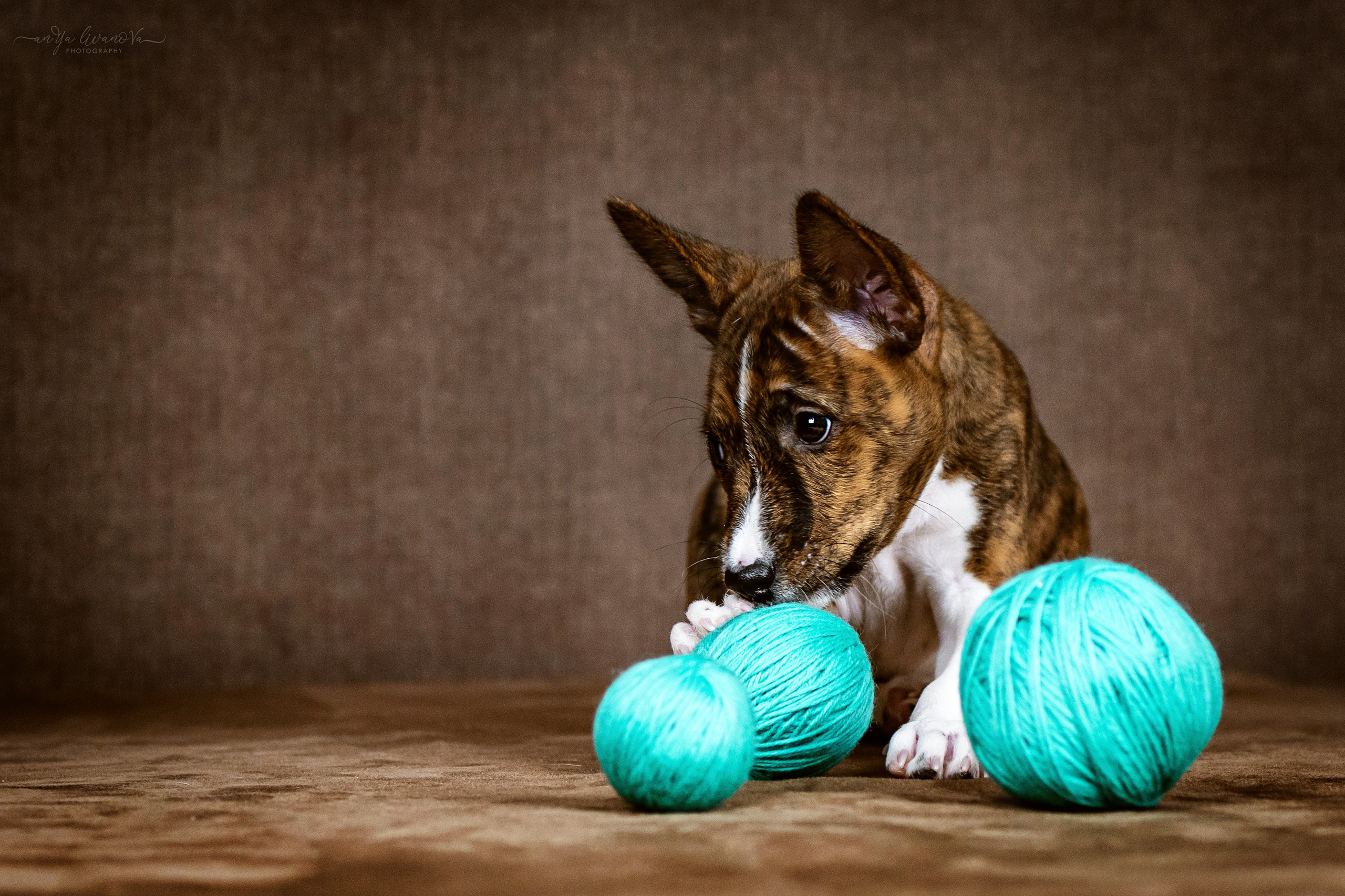 Басенджи. Фотограф анималист Аня Ливанова | Рыбинск