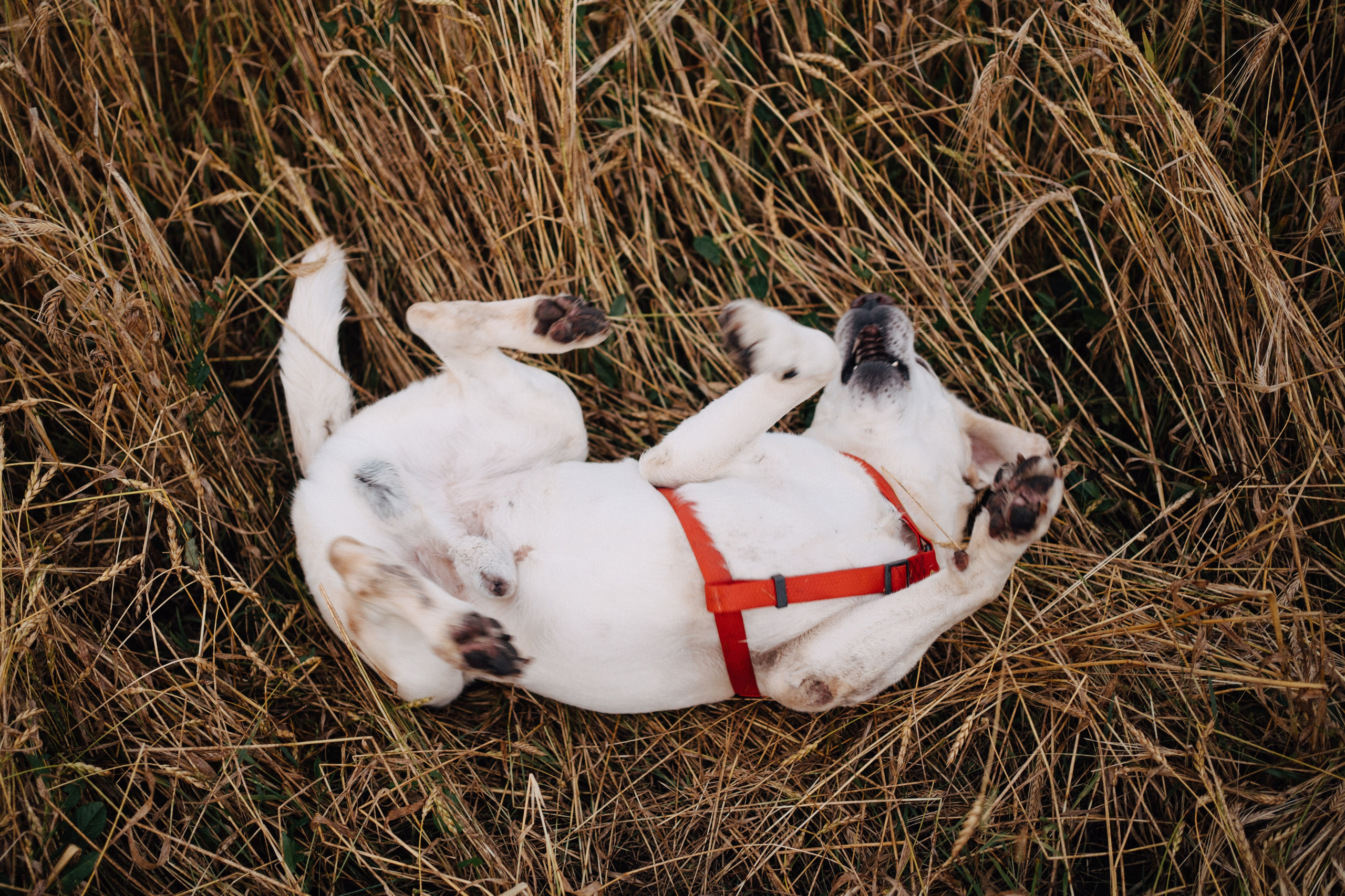 Дана и Арчи. Фотограф-анималист Анастасия Большакова