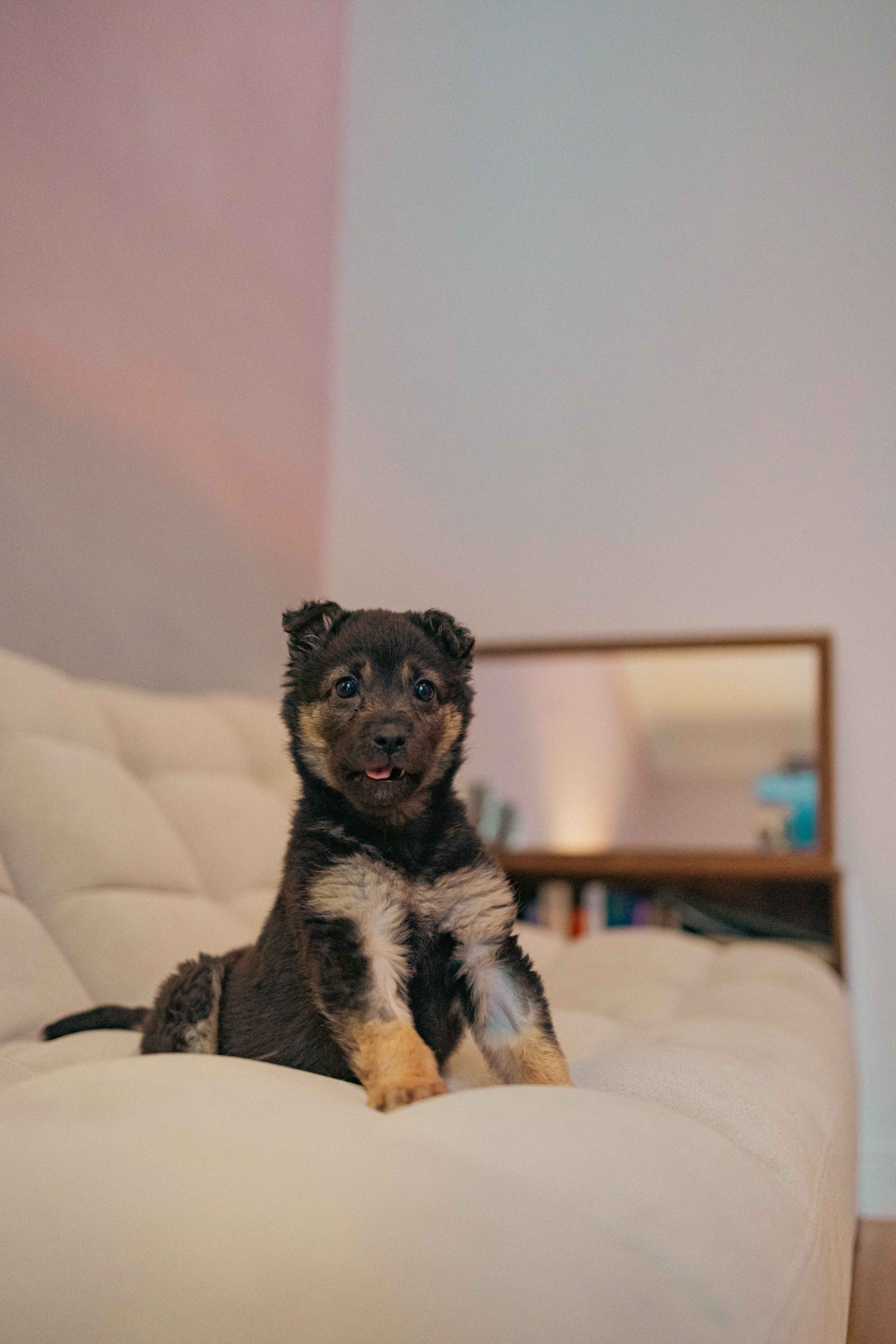 Пеппа. Фотограф-анималист в Москве Лера Черноног