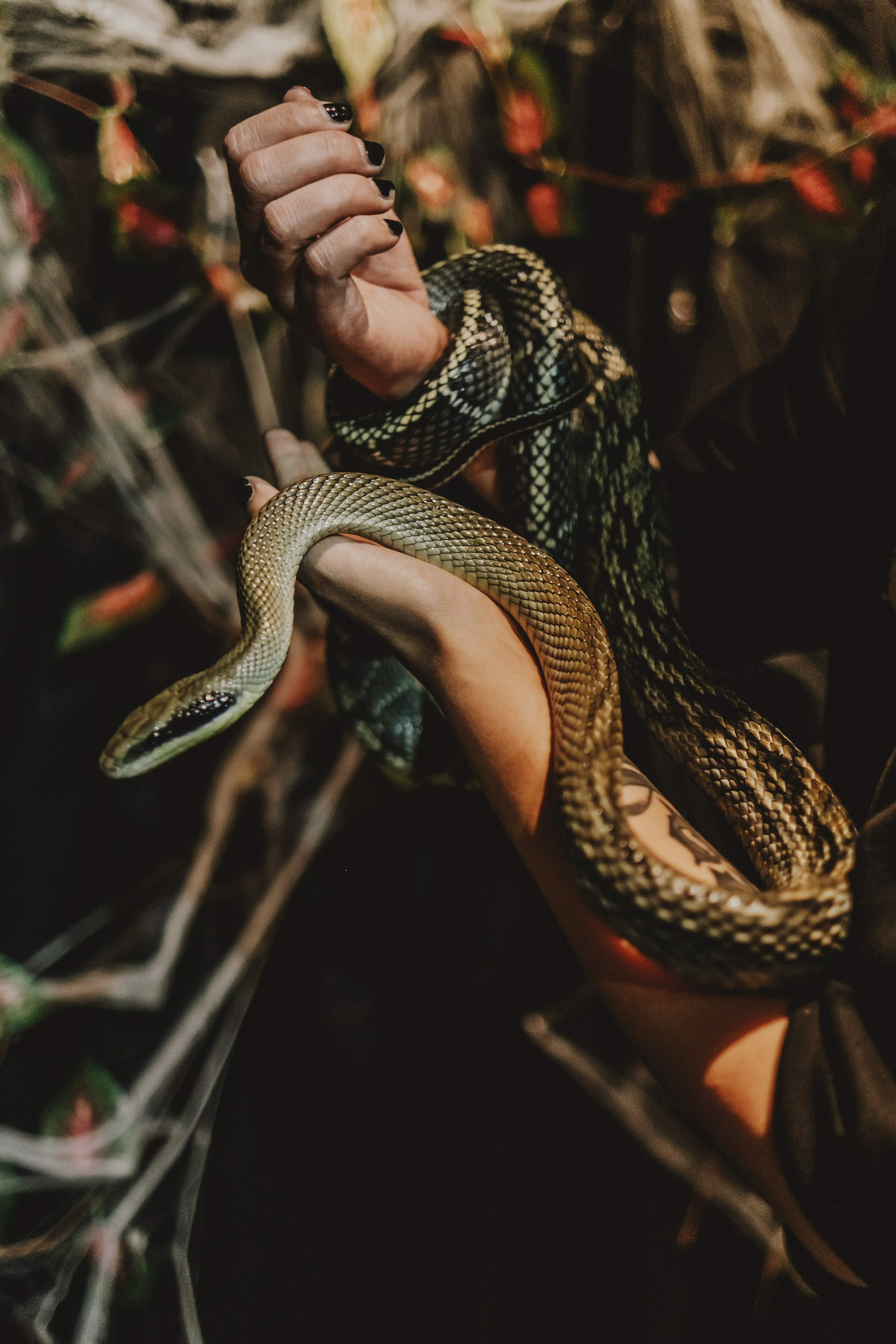 Дом Драконов. Nattie.ph