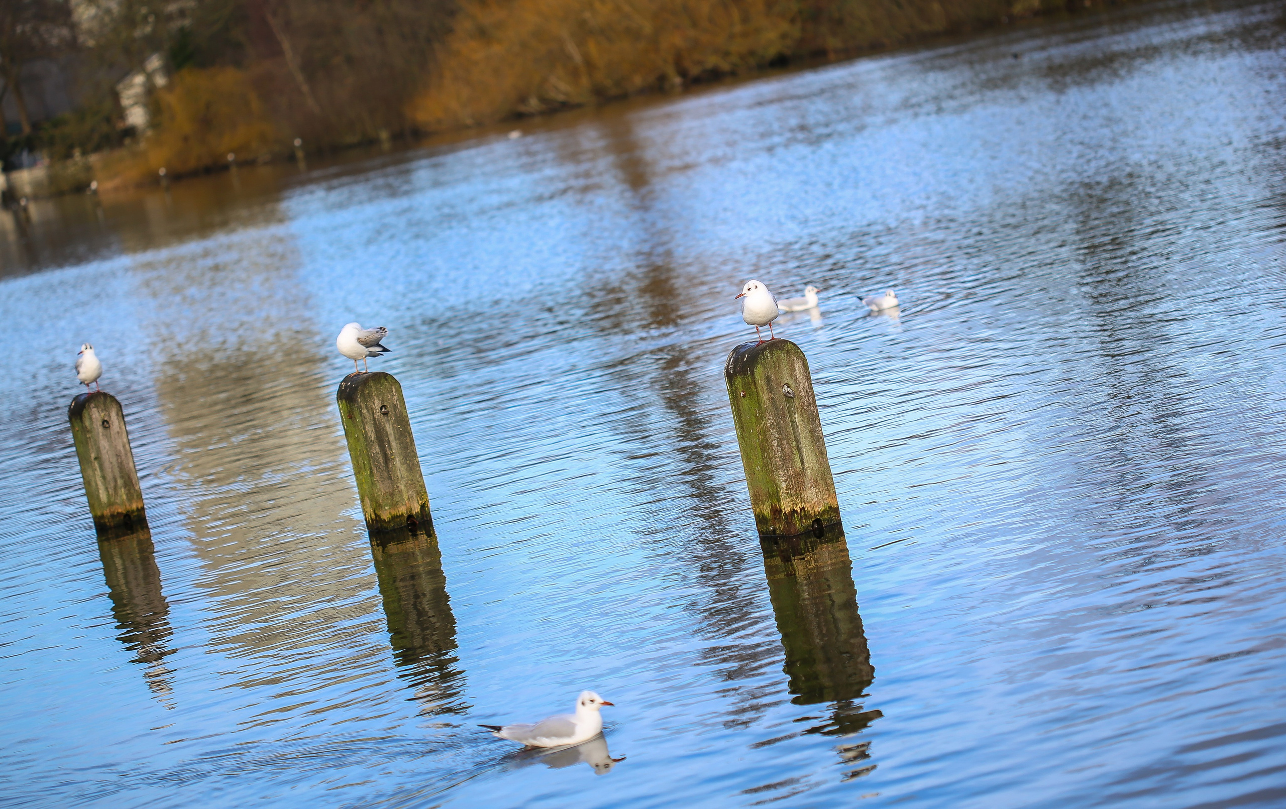 Англия: Лондон самый-самый. Дарья Письменюк / Darya Leitstern — фотограф, музыкант, журналист, путешественник