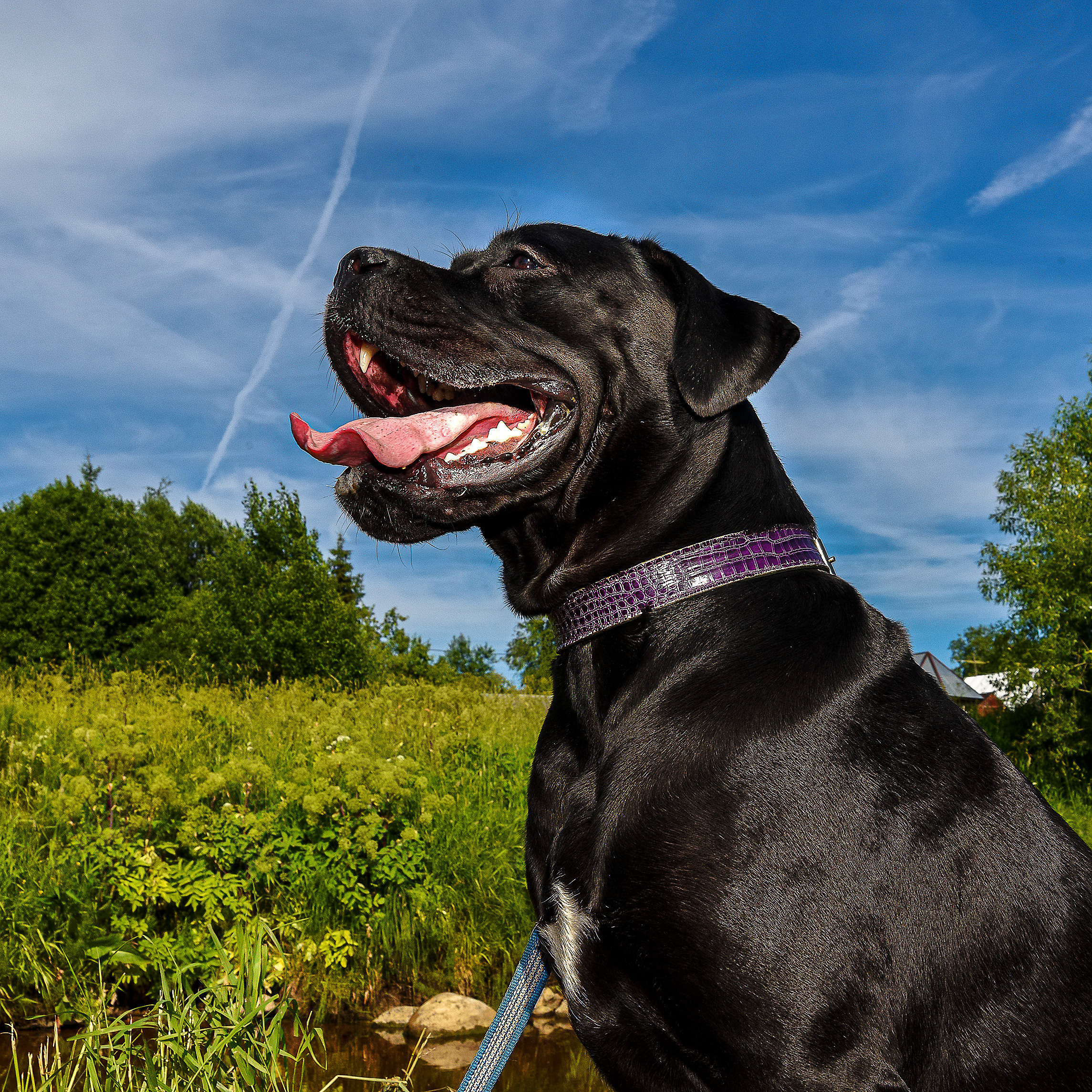 Питомцы. Экспресс-портрет, фото для сайтов и соцсетей