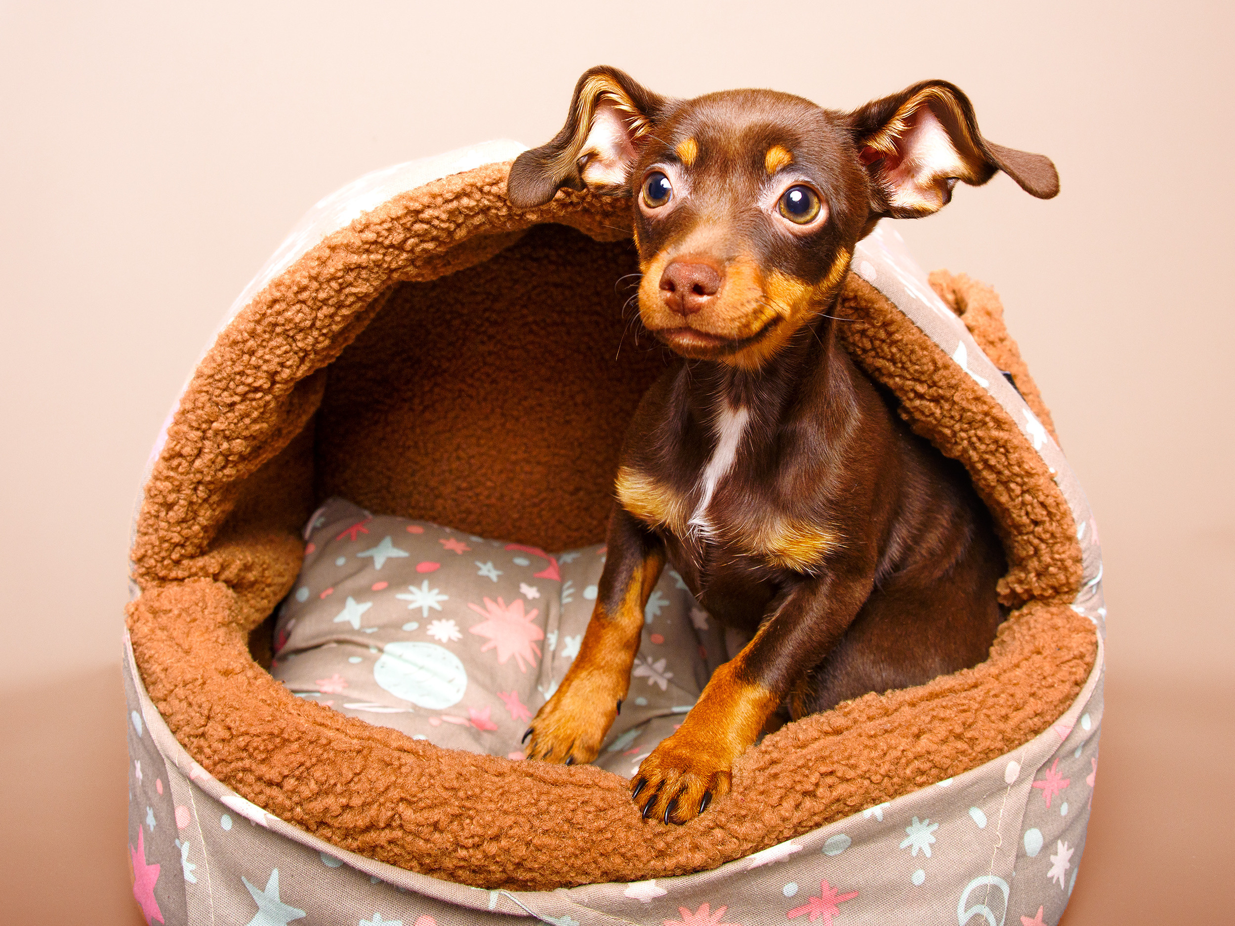 Питомцы. Экспресс-портрет, фото для сайтов и соцсетей