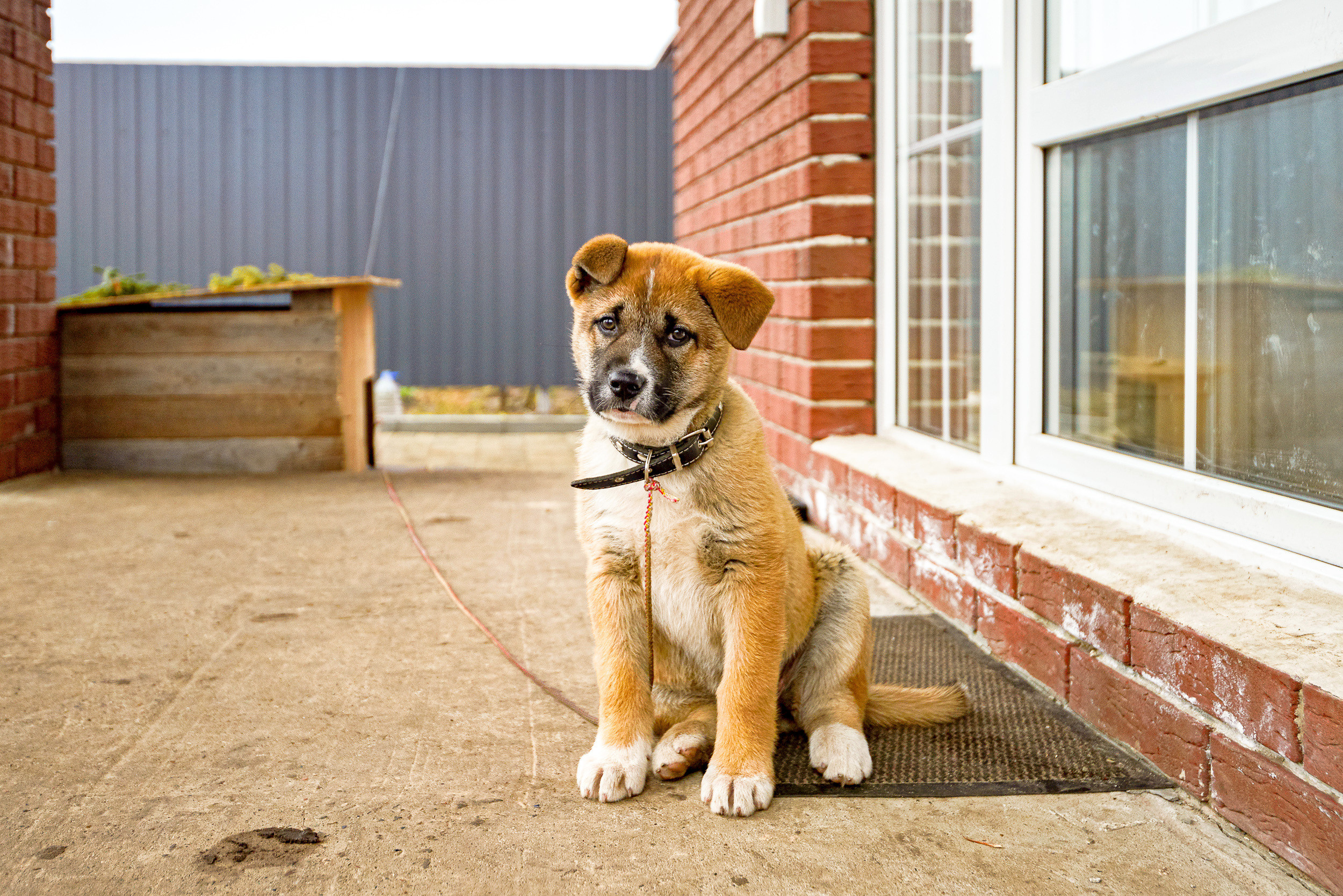 Питомцы. Экспресс-портрет, фото для сайтов и соцсетей