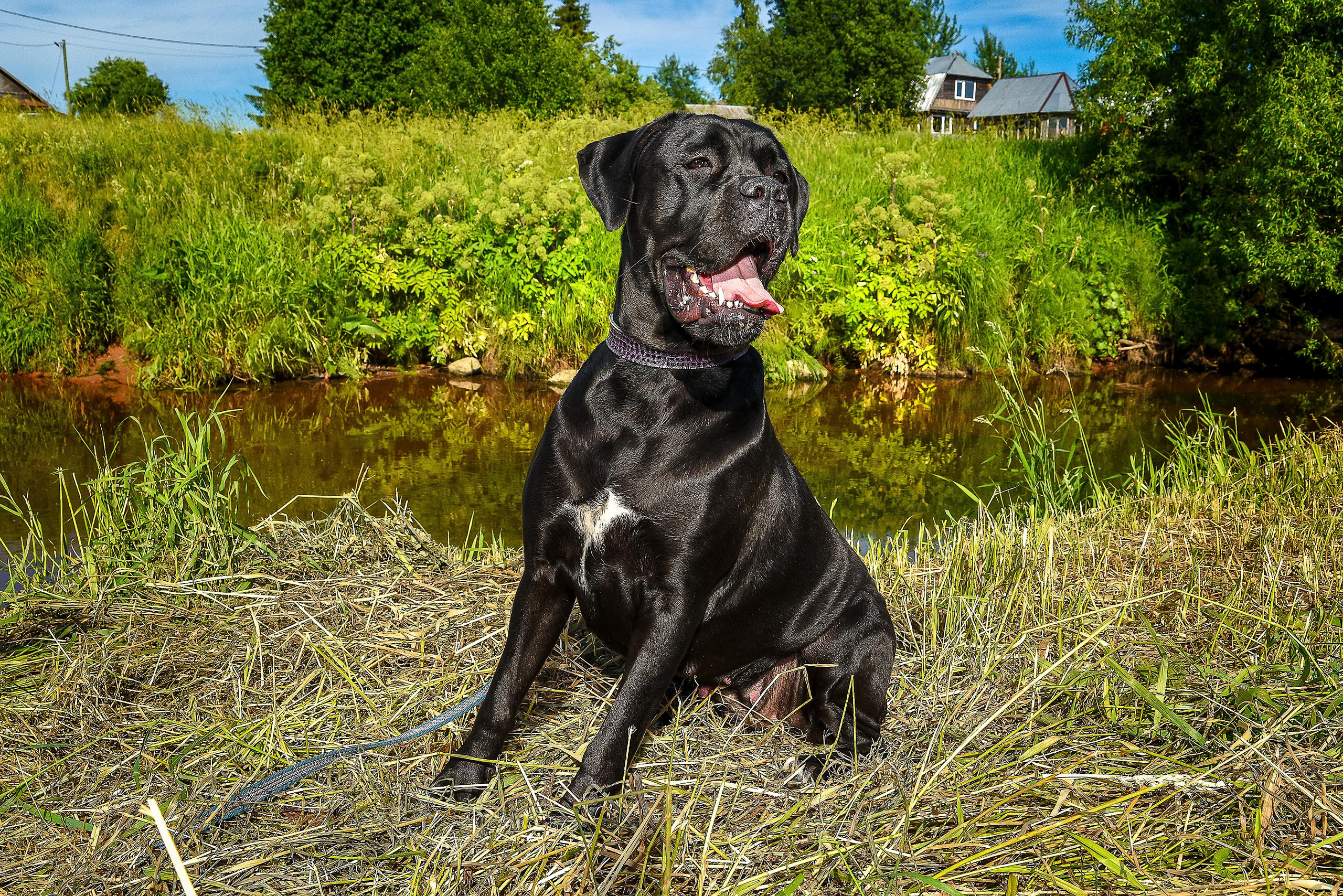 Питомцы. Экспресс-портрет, фото для сайтов и соцсетей