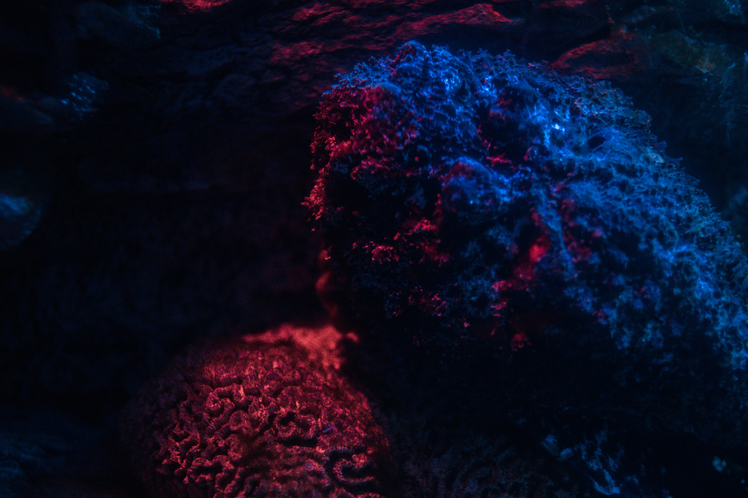 океанариум, andreyzaitsev.ru Кемерово фотограф