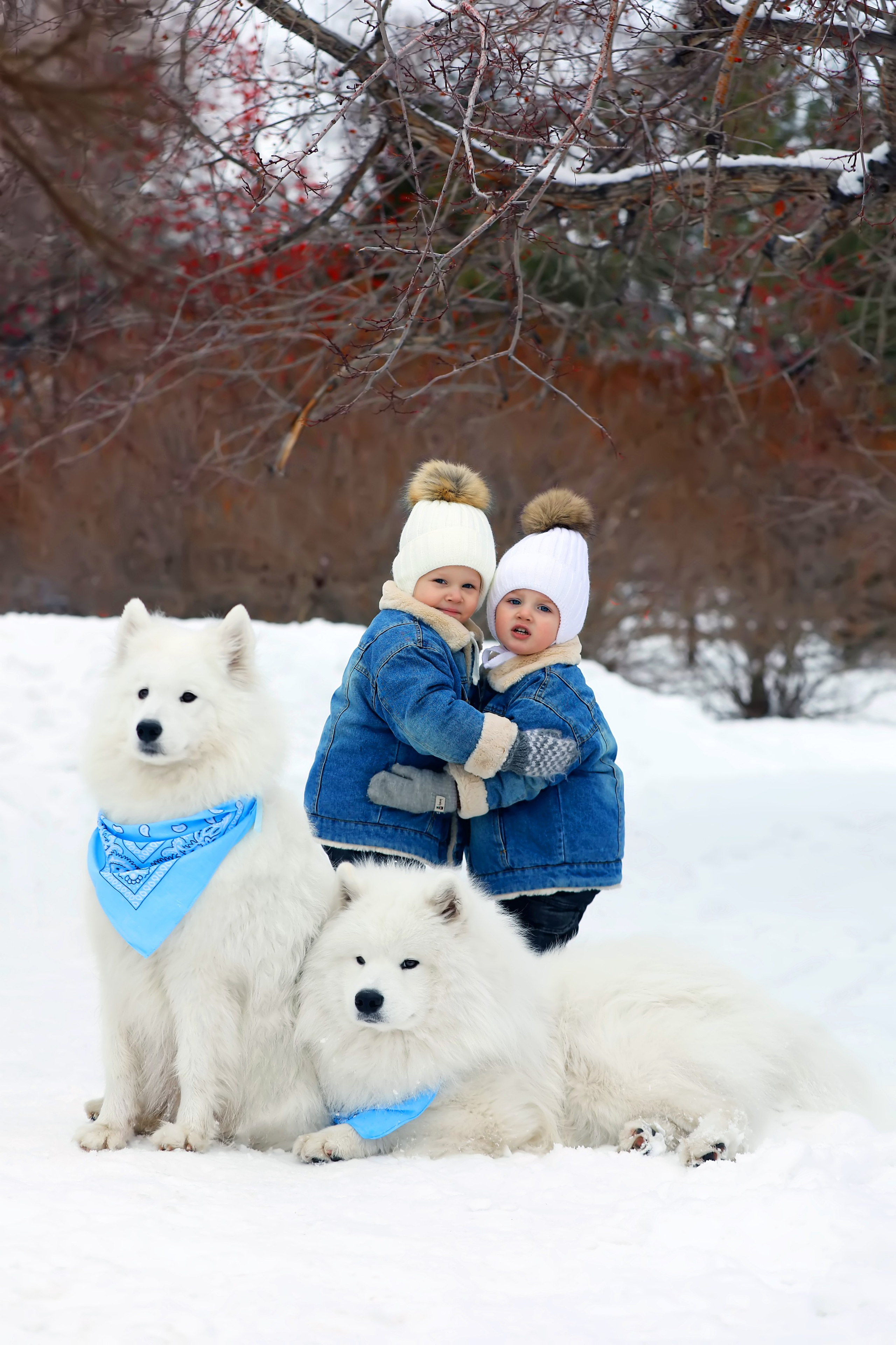 Фотоссамоедами Нарымский сквер самоед. Самоед Новосибирск