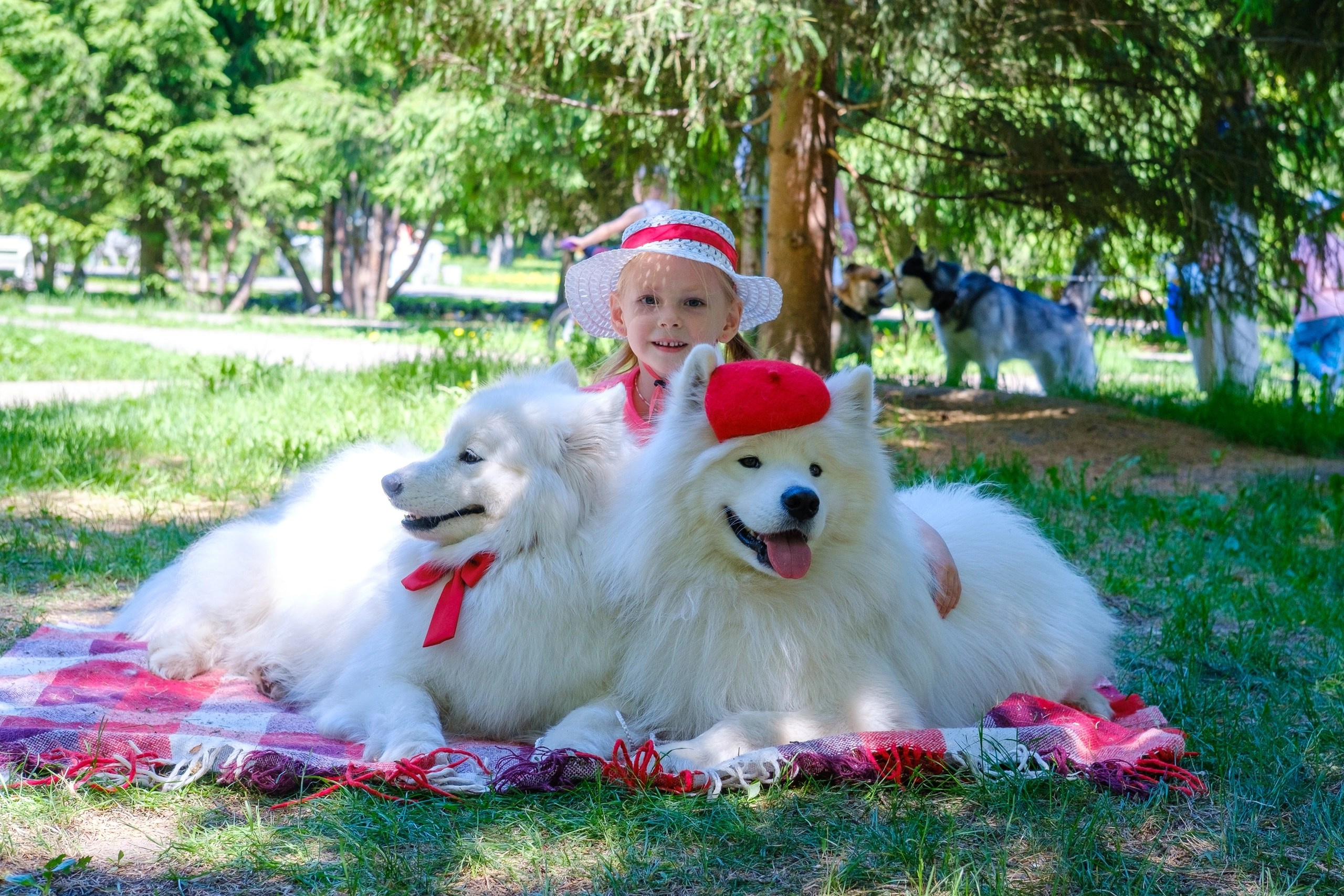 Благотворительная фотосессия. Самоед Новосибирск