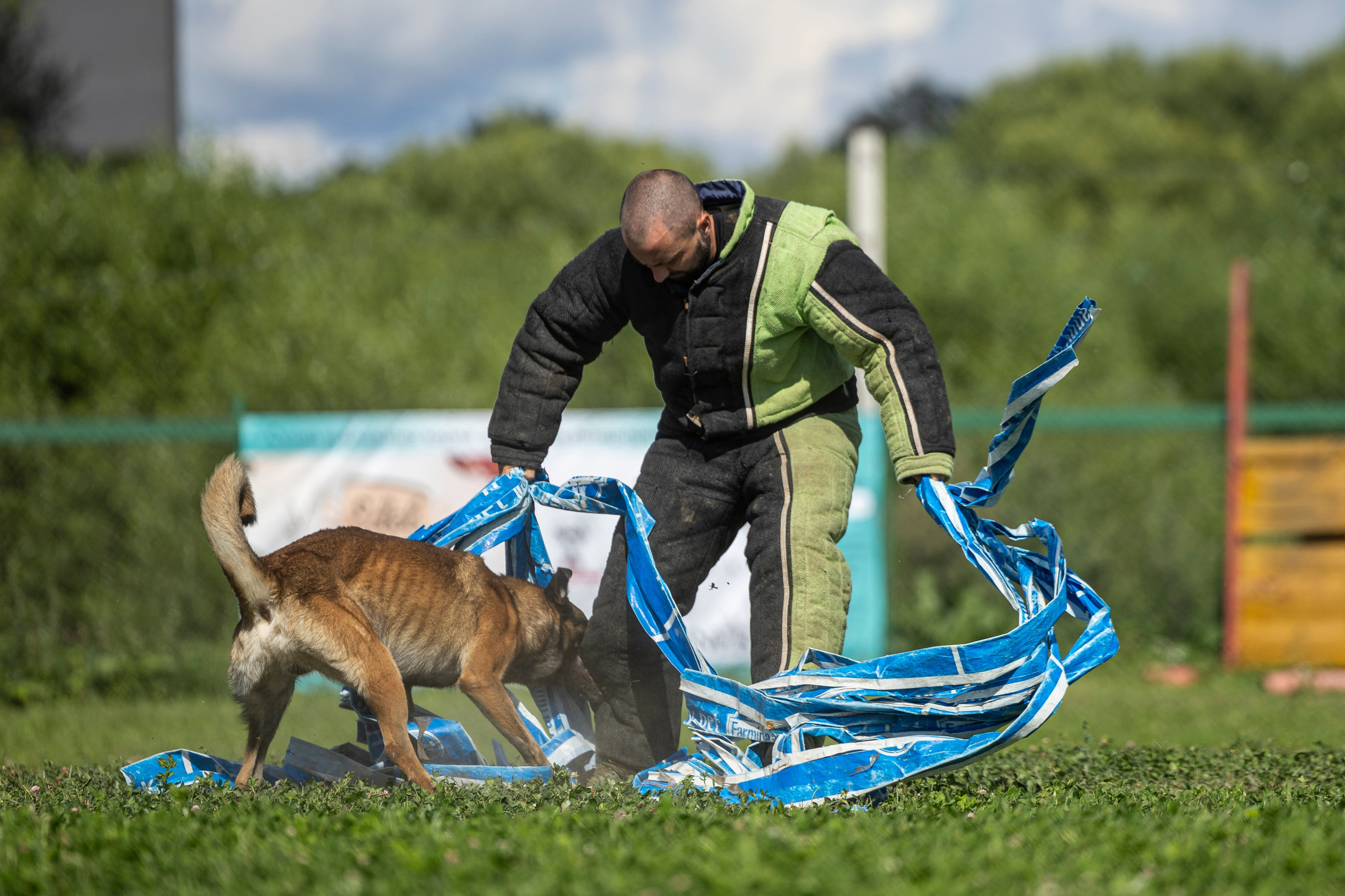 Соревнования по Мондьорингу г. Вологда 10-11.08.2024. Фотограф-анималист Анна Маринич