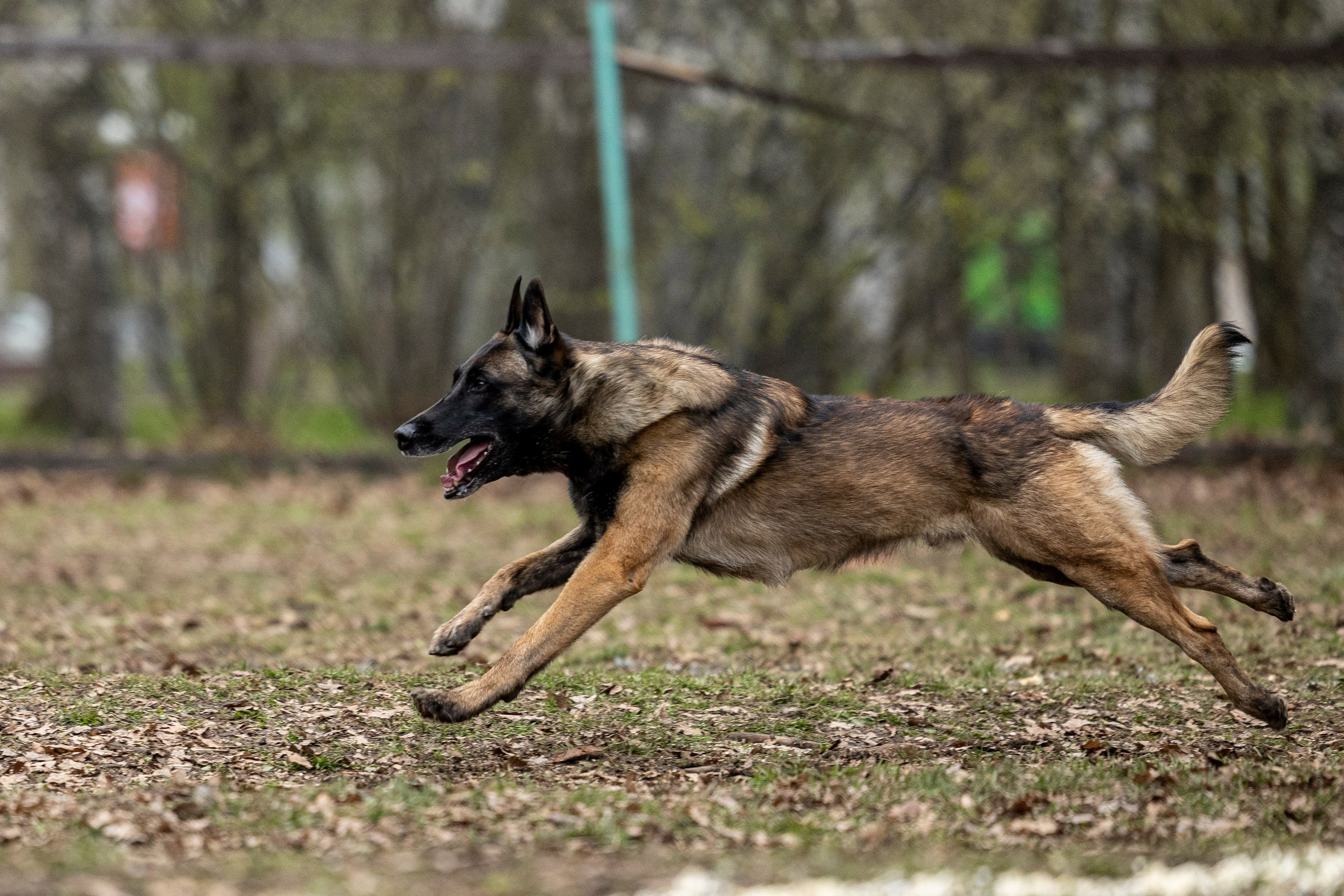 Квалификационные состязания по мондьорингу г. Вологда 11.05.24. Фотограф-анималист Анна Маринич