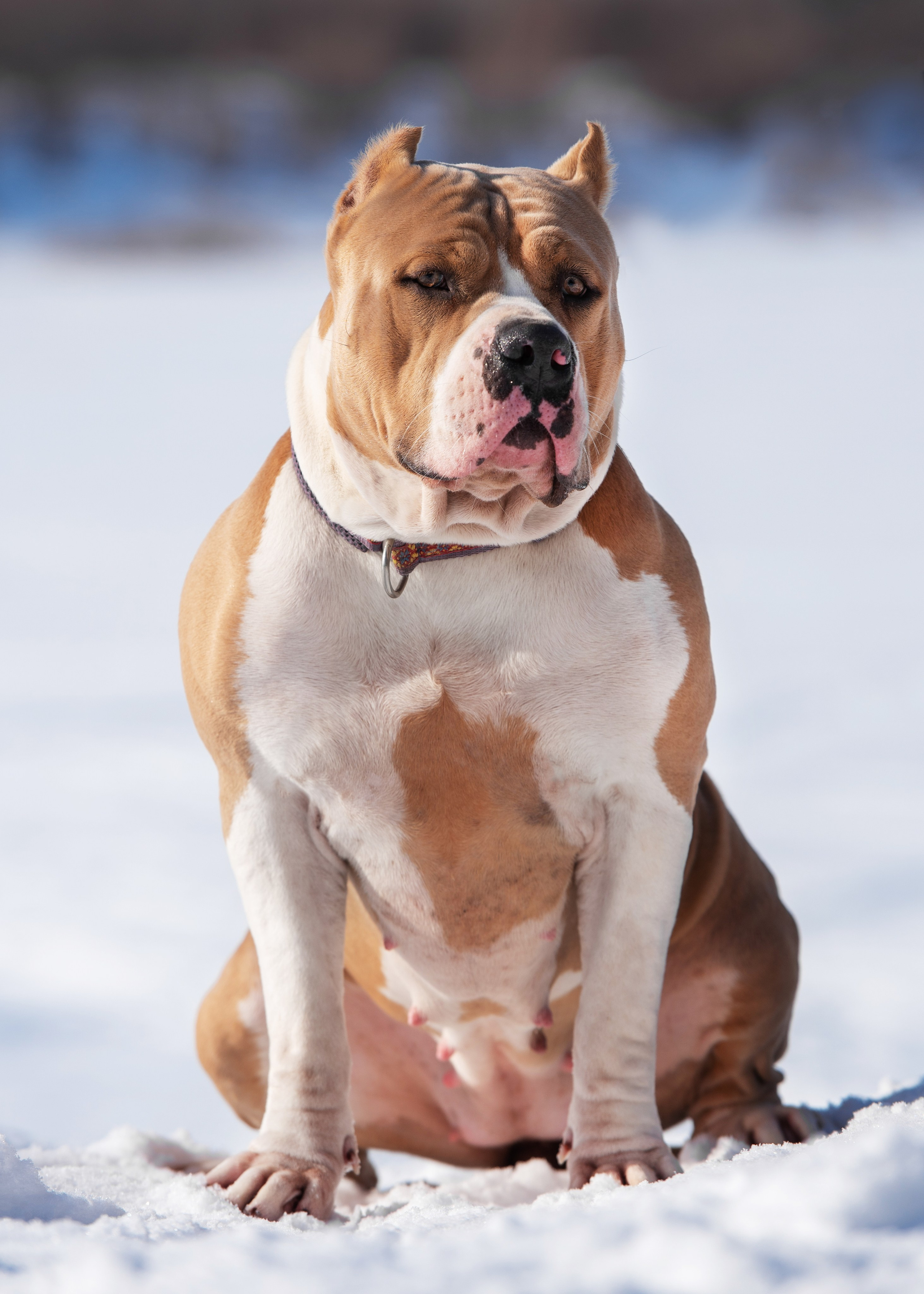 Булли. Дог-фотограф в Тюмени Александра Королева