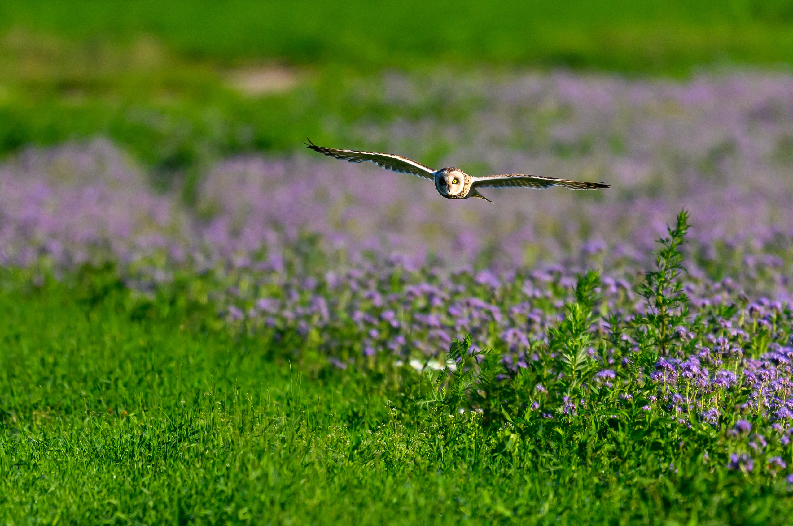 Охота совы. Фотограф Сергей Пупонин